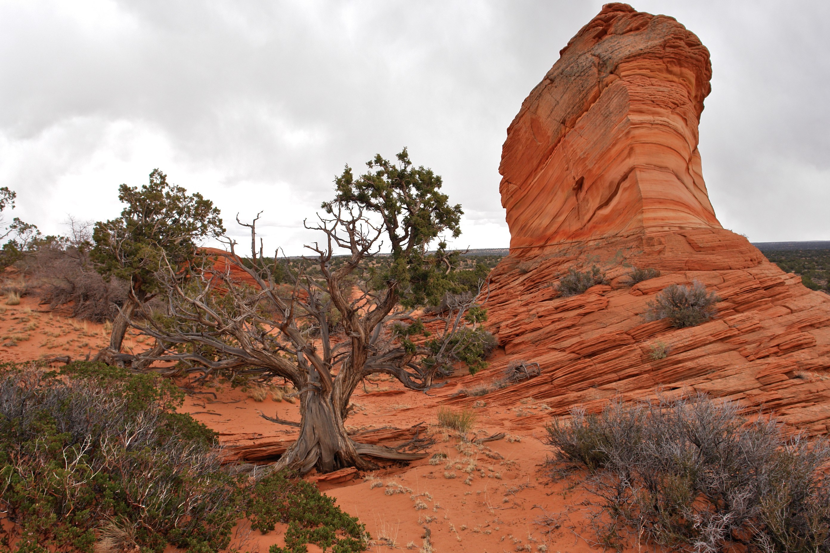 South Coyote Buttes Paria Canyon Wilderness Area (3448804331)