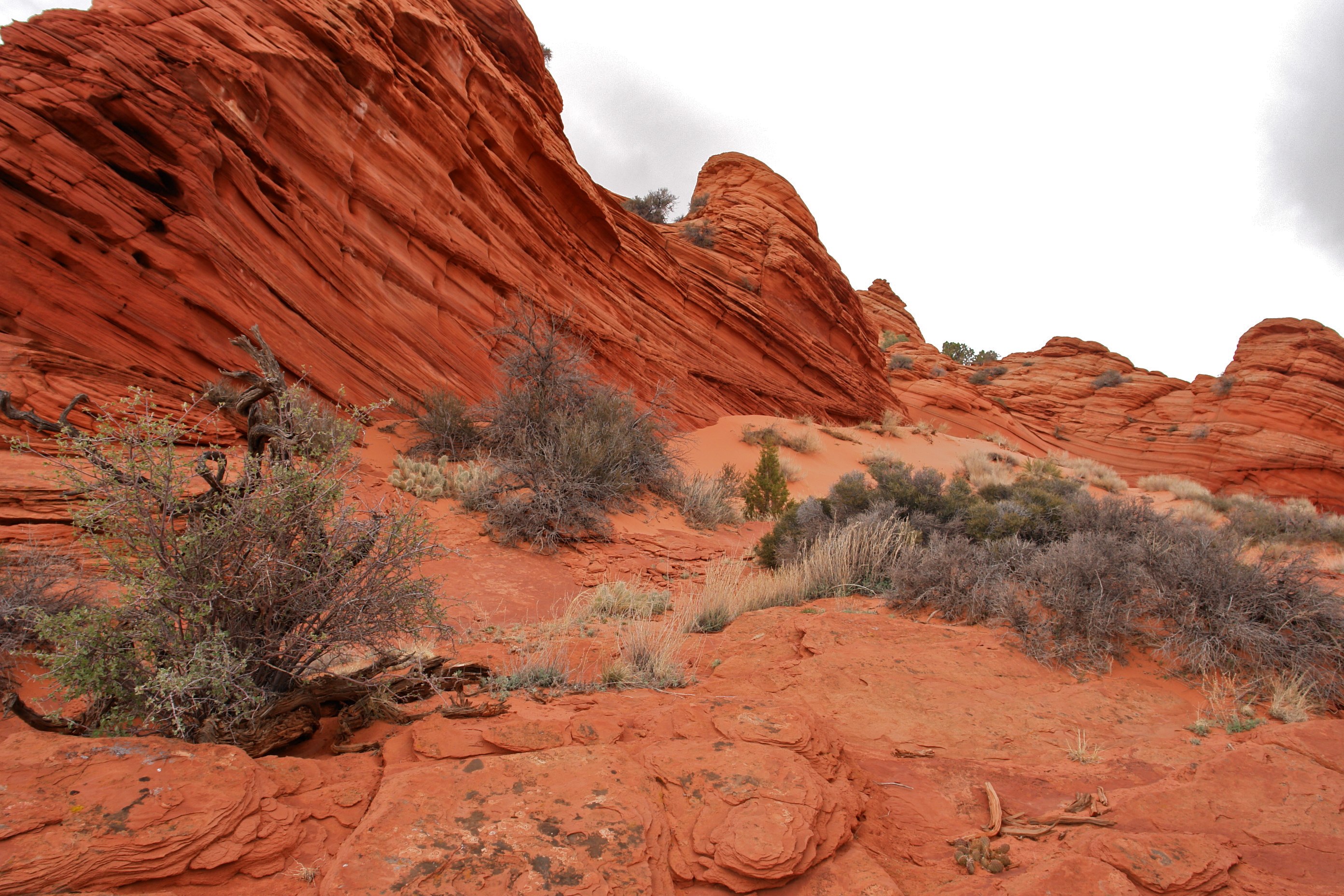 South Coyote Buttes Paria Canyon Wilderness Area (3448808727)