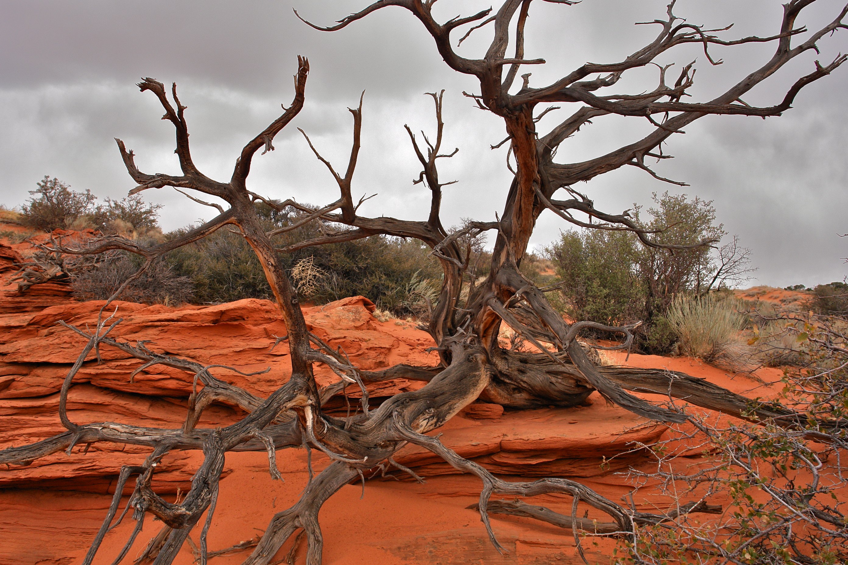 South Coyote Buttes Paria Canyon Wilderness Area (3449613192)