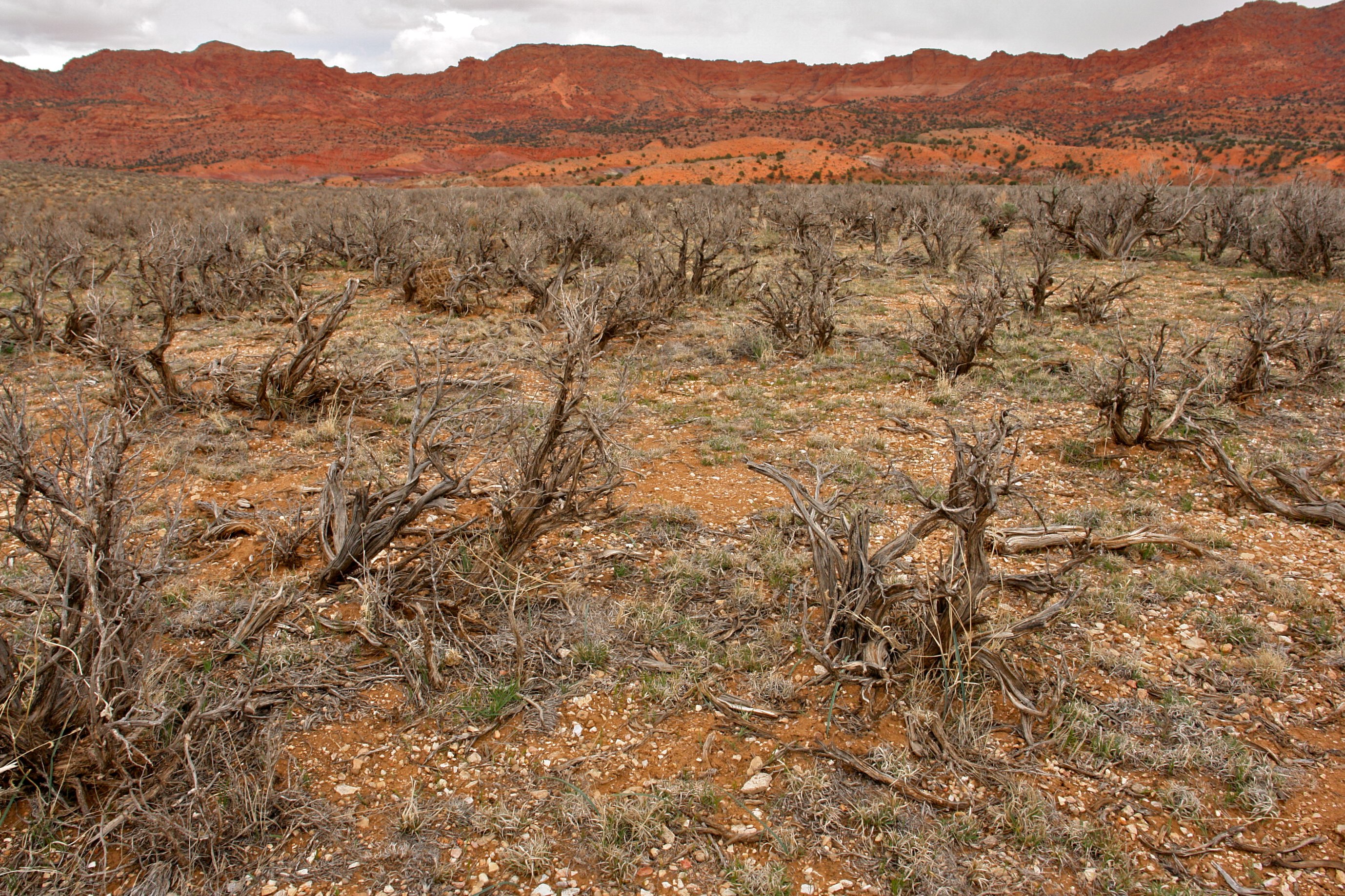 South Coyote Buttes Paria Canyon Wilderness Area (3449620288)