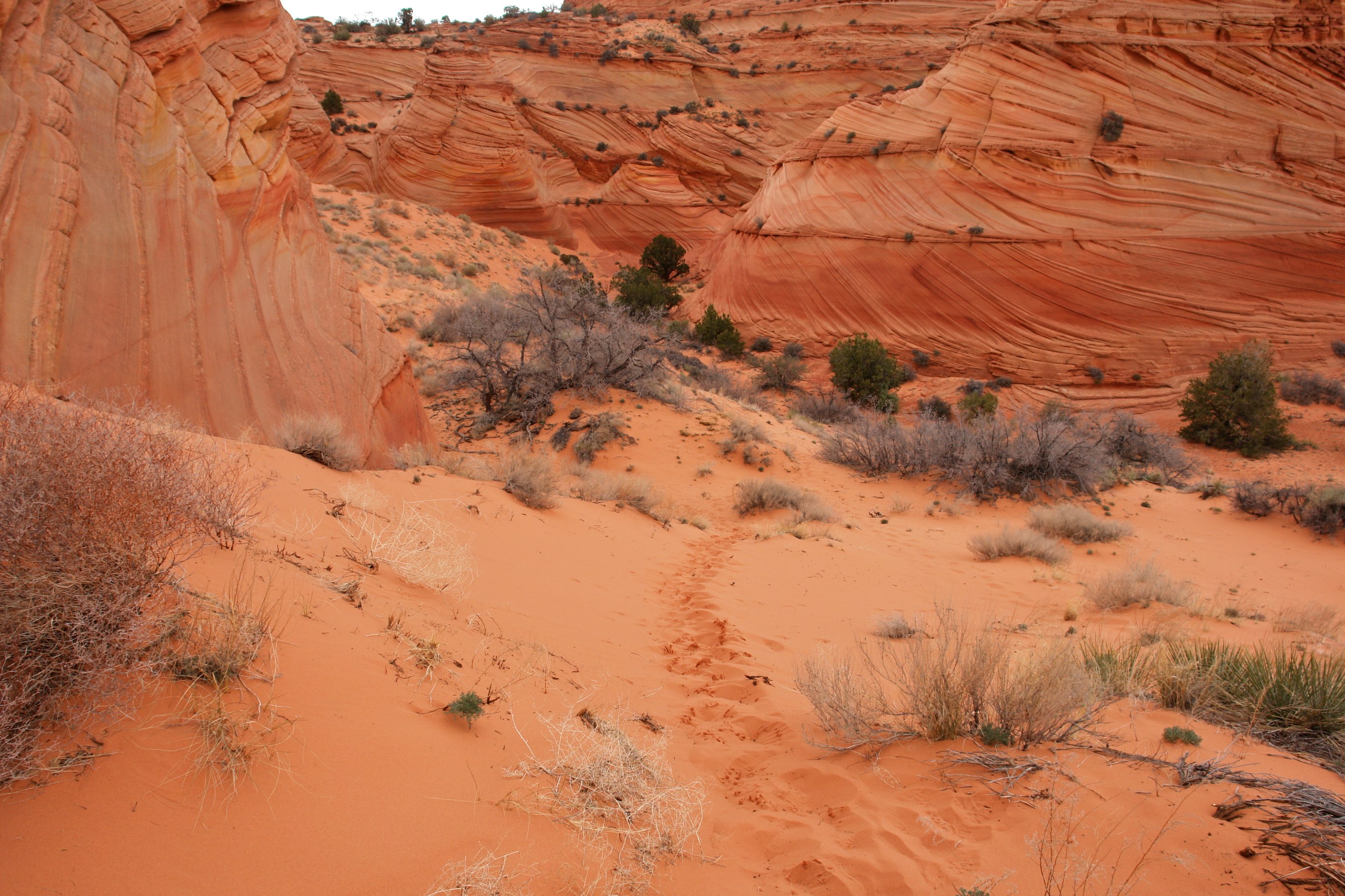 South Coyote Buttes Paria Canyon Wilderness Area (3449621836)
