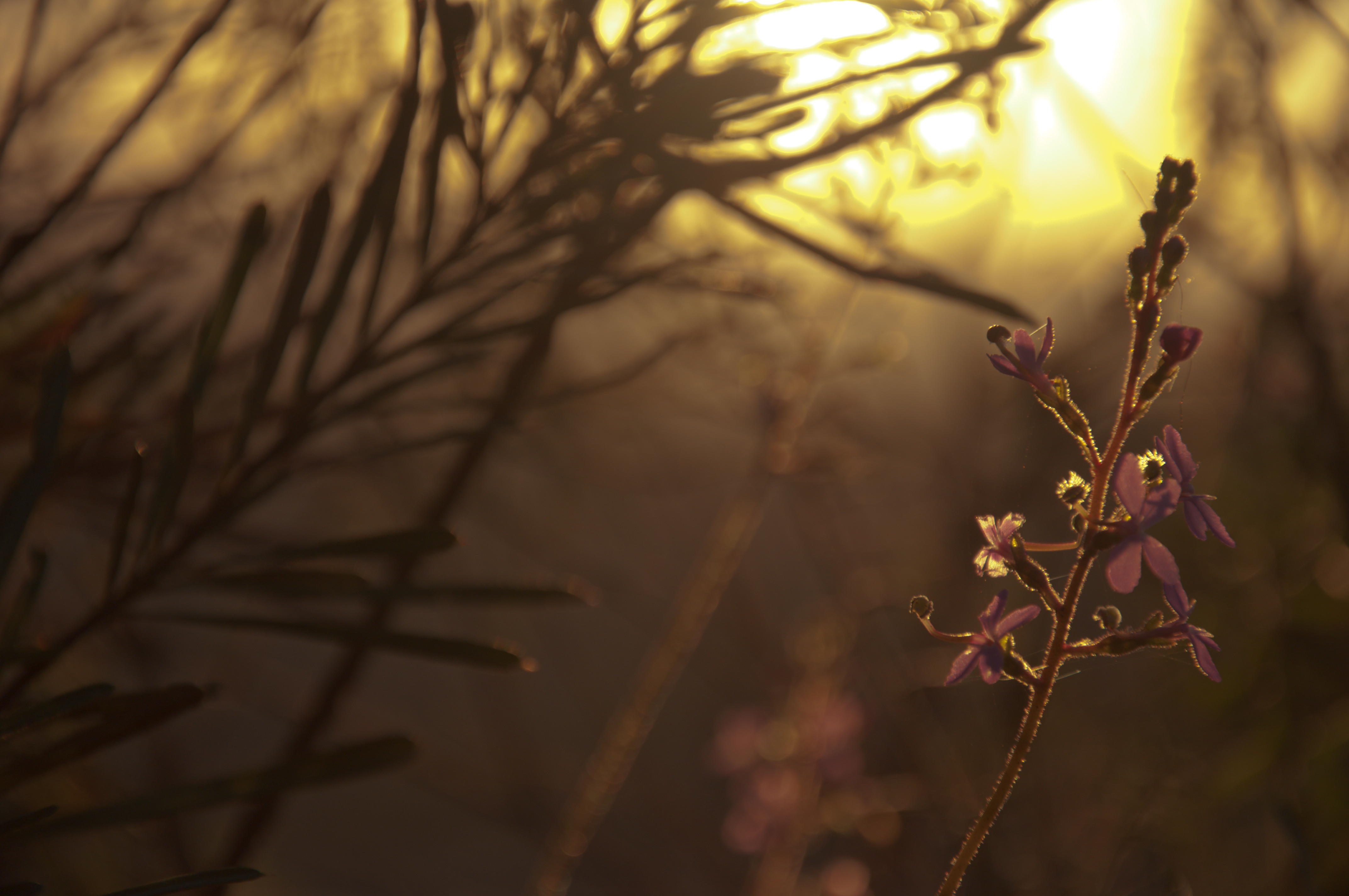 Sun Up (6403261101)