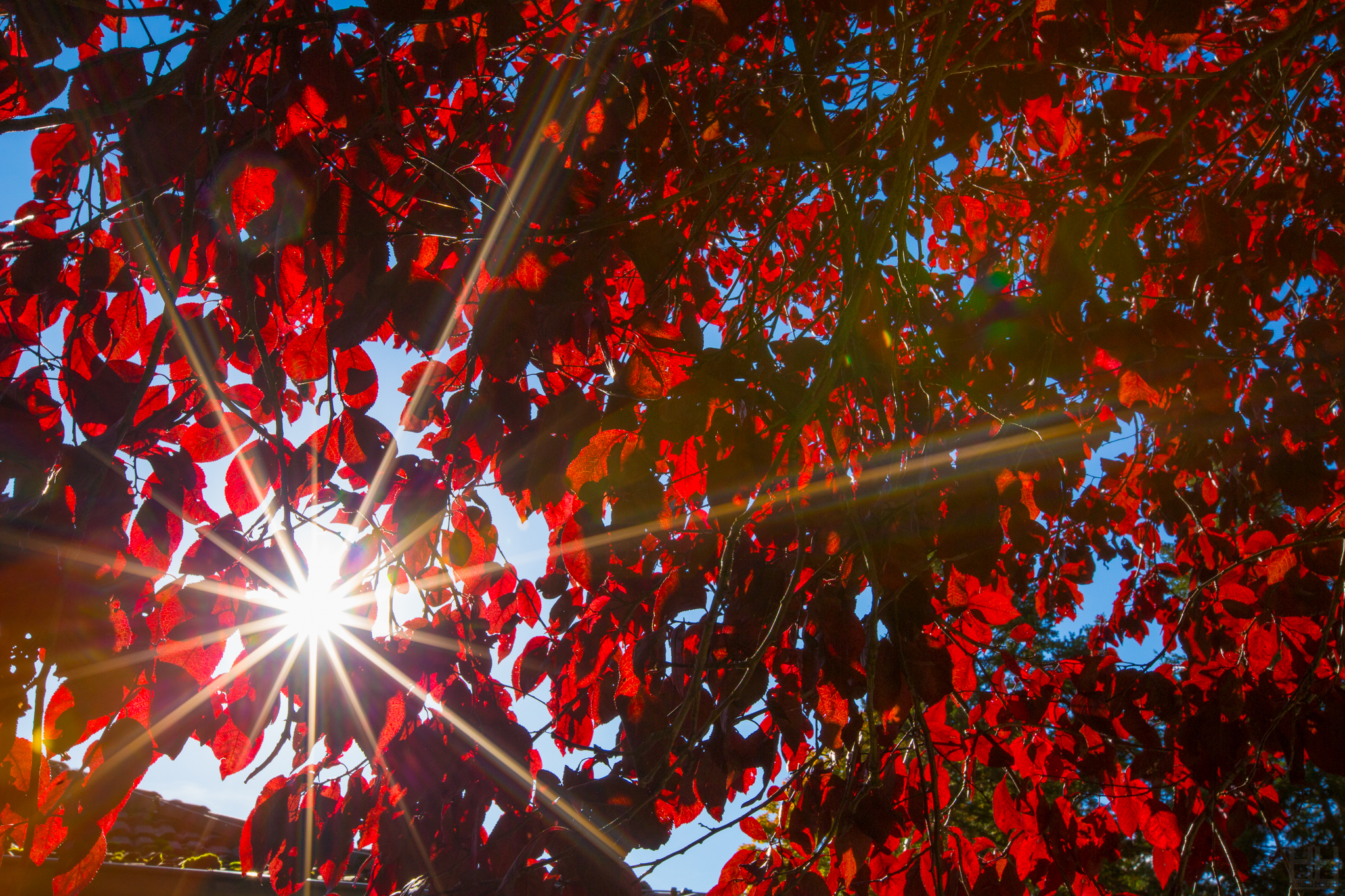 sunny autumn (8189414053)