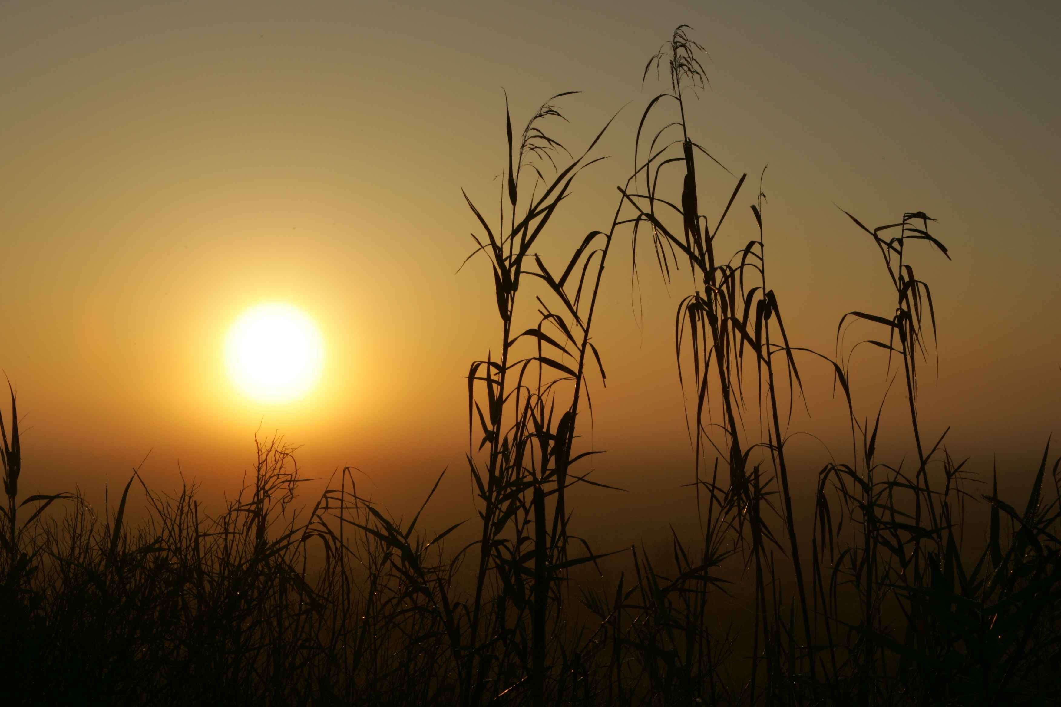 Sunrise at the swamp