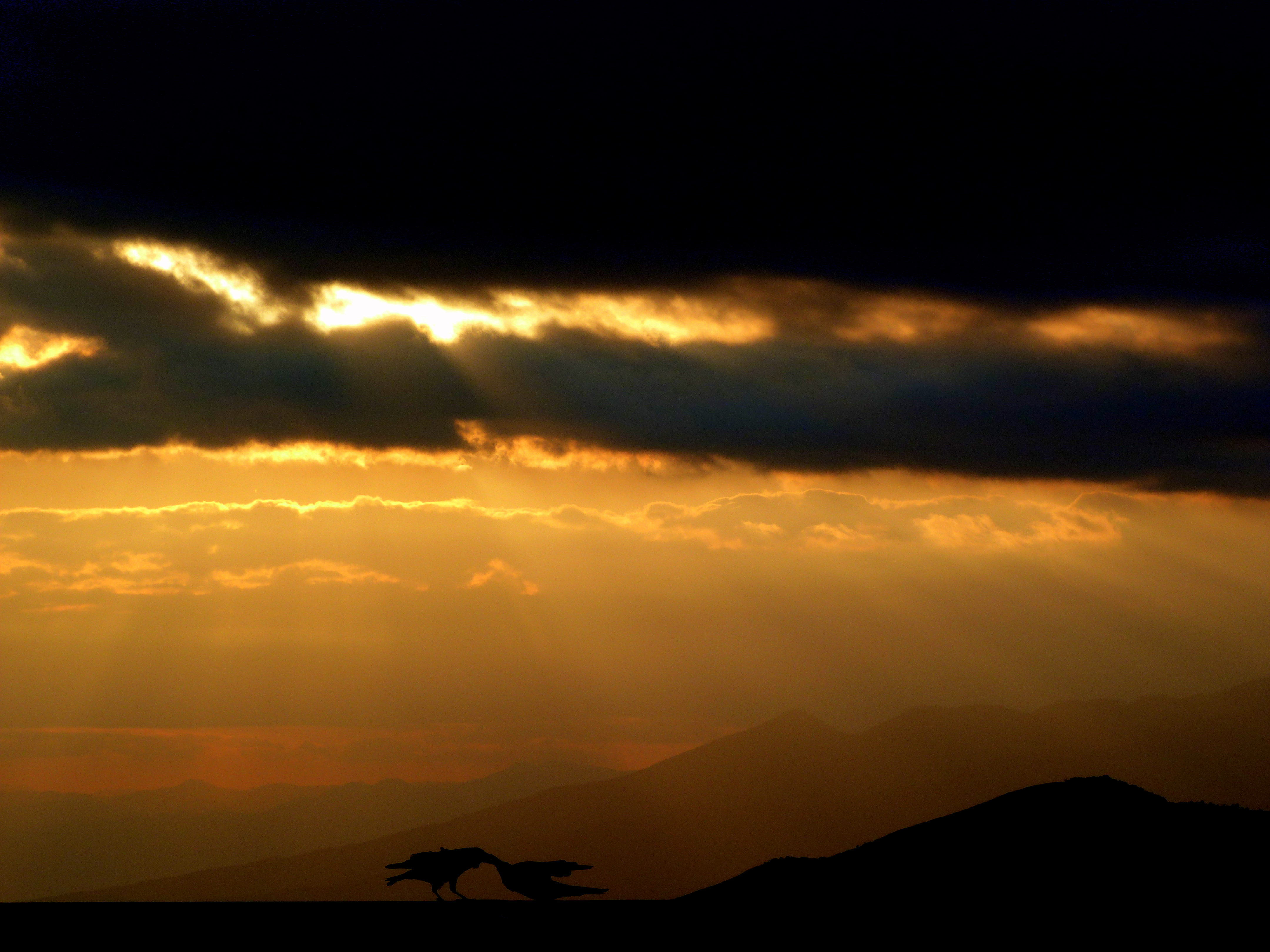 Sunset Birds