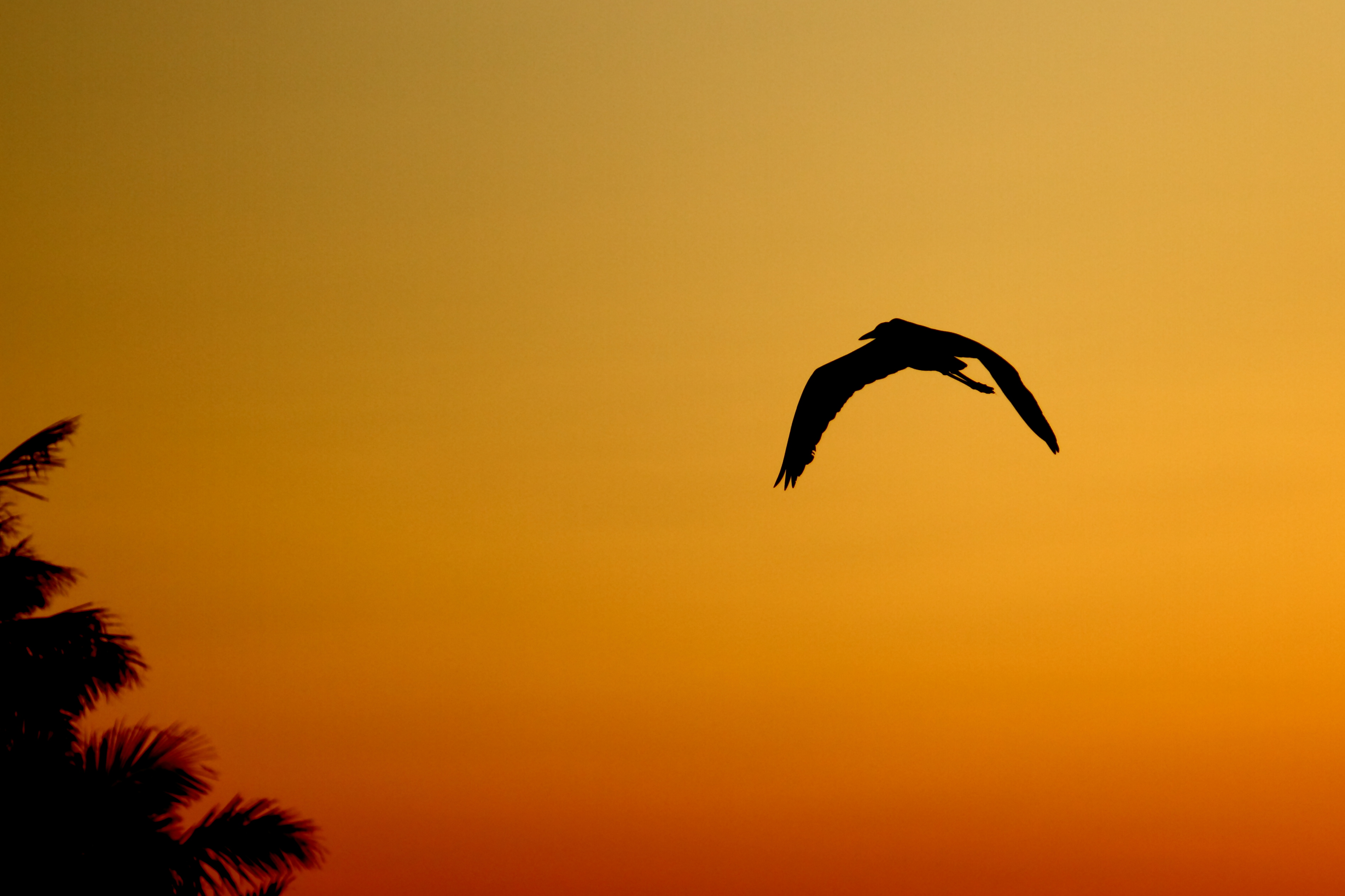 Sunset Flight (4446056174)