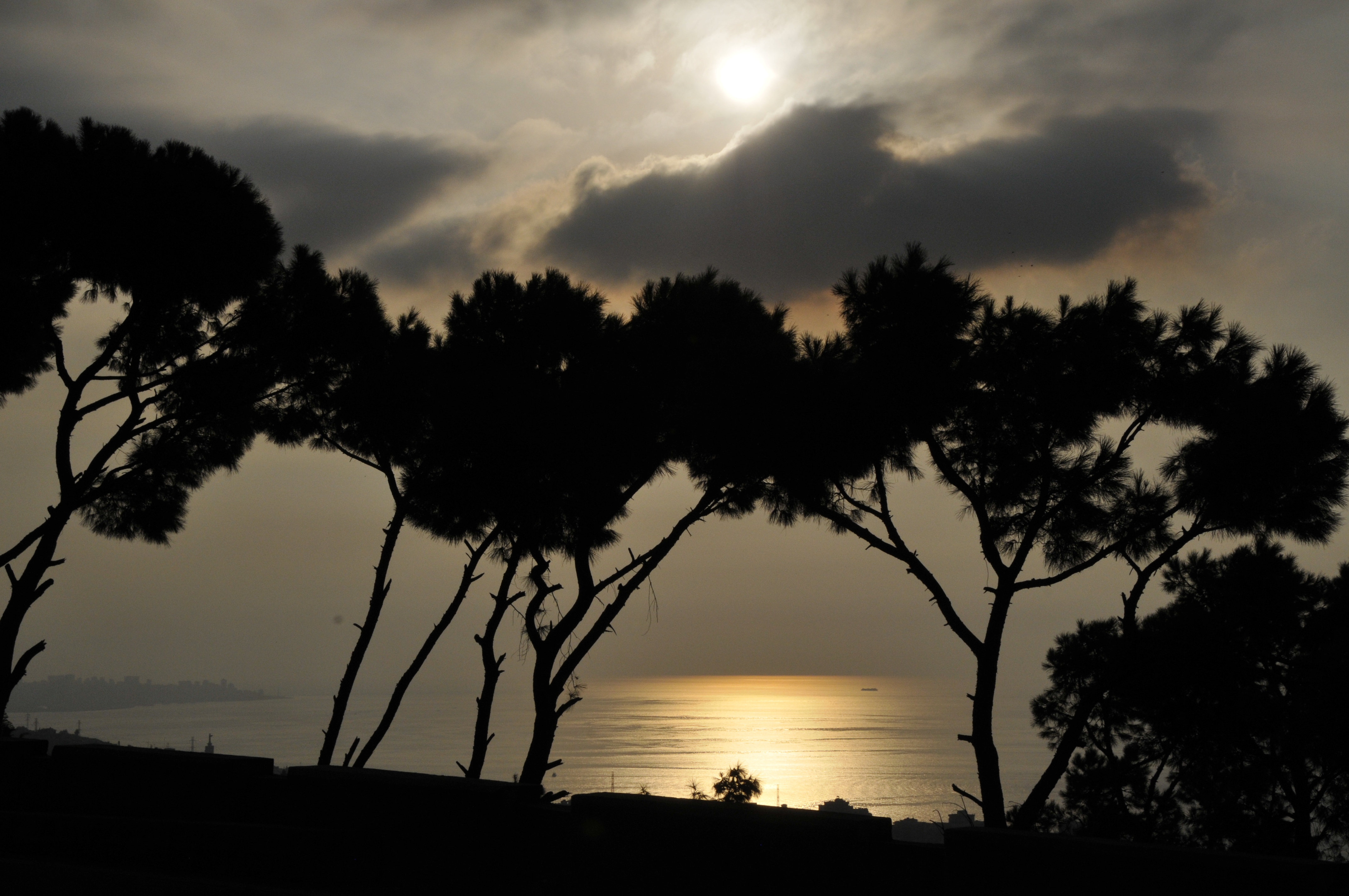 Sunset over pine trees (4012214629)