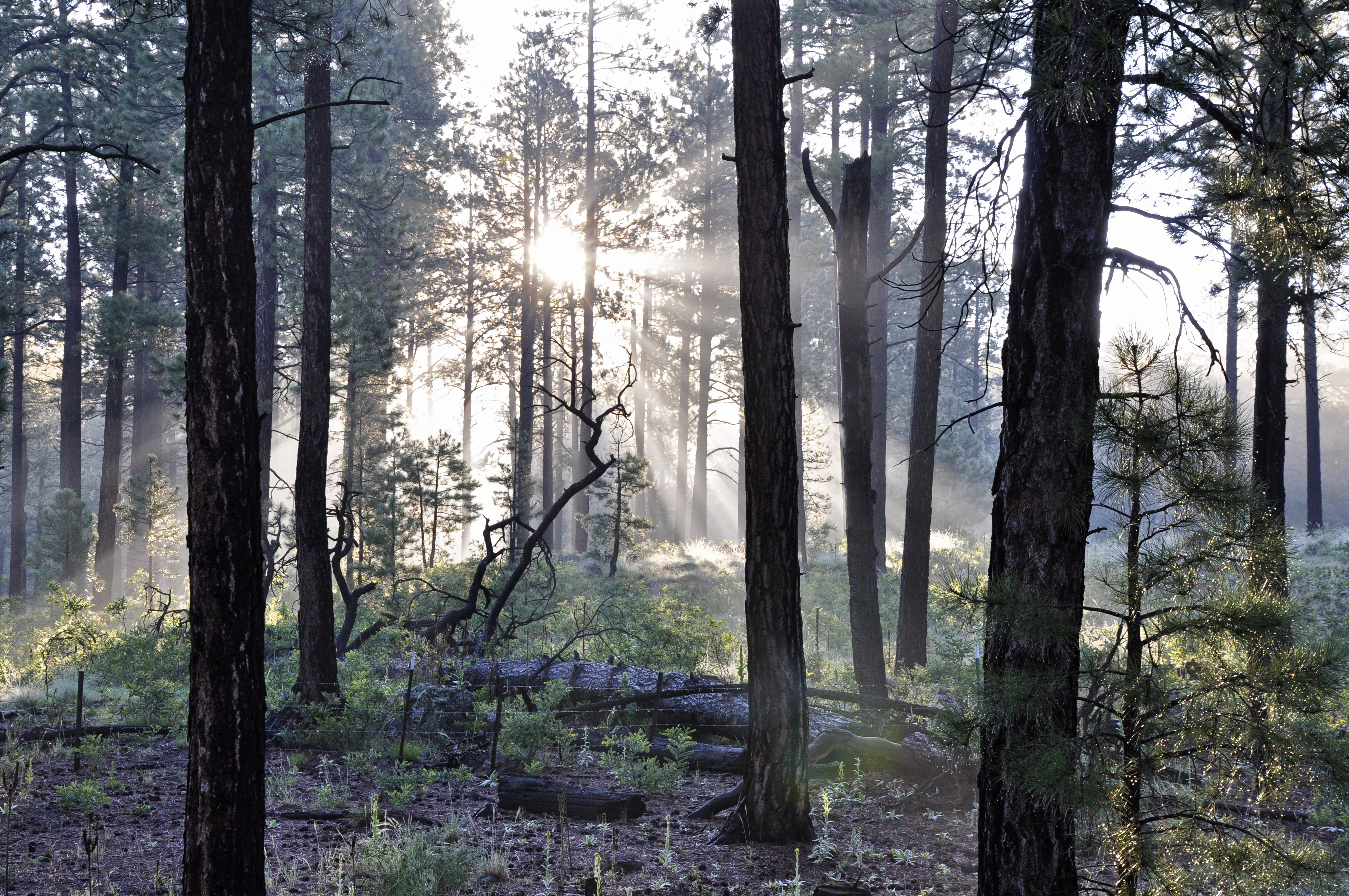 Sunshine through trees (7699437830)