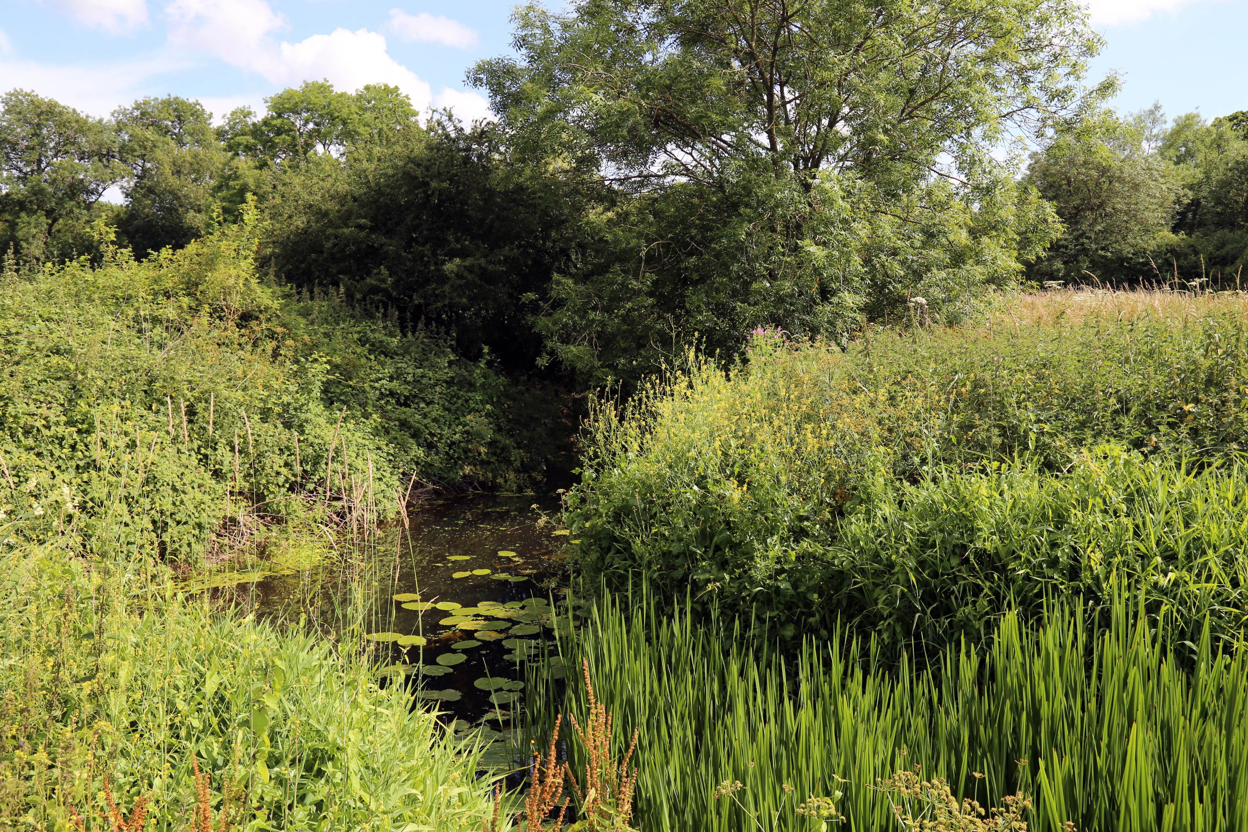 Adur at Shipley, West Sussex, England 01