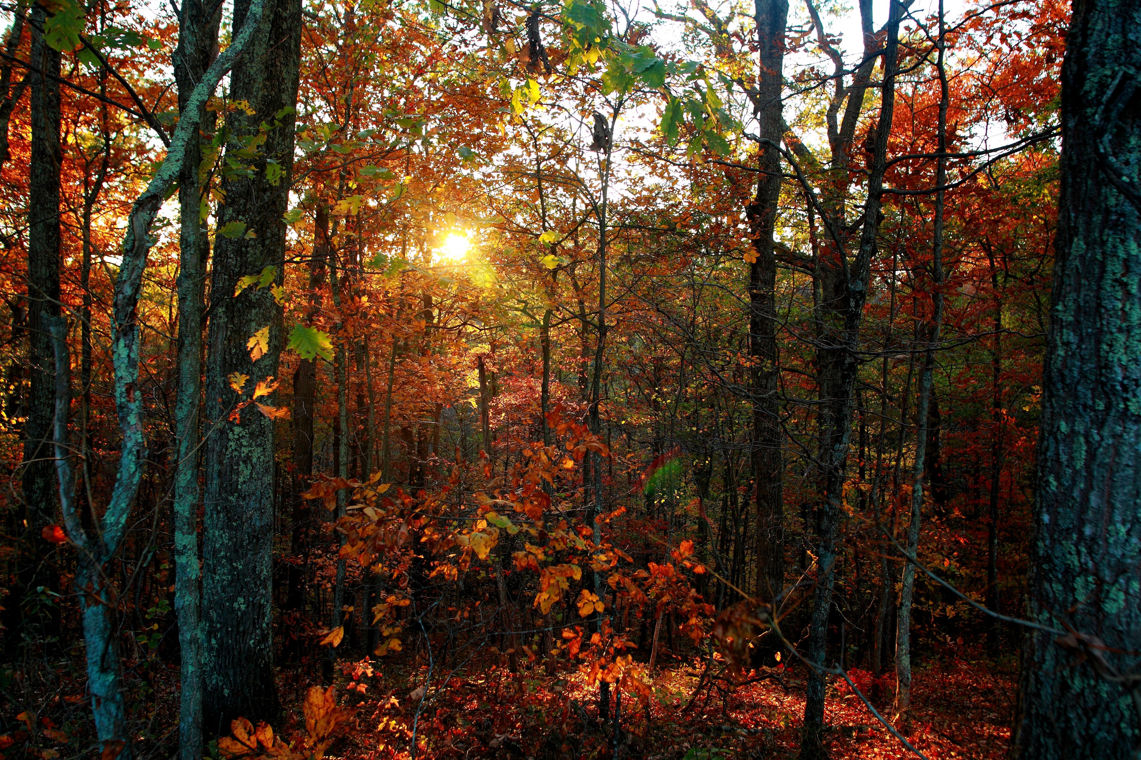 Autumn-trees-leaves-foliage-sunset - West Virginia - ForestWander