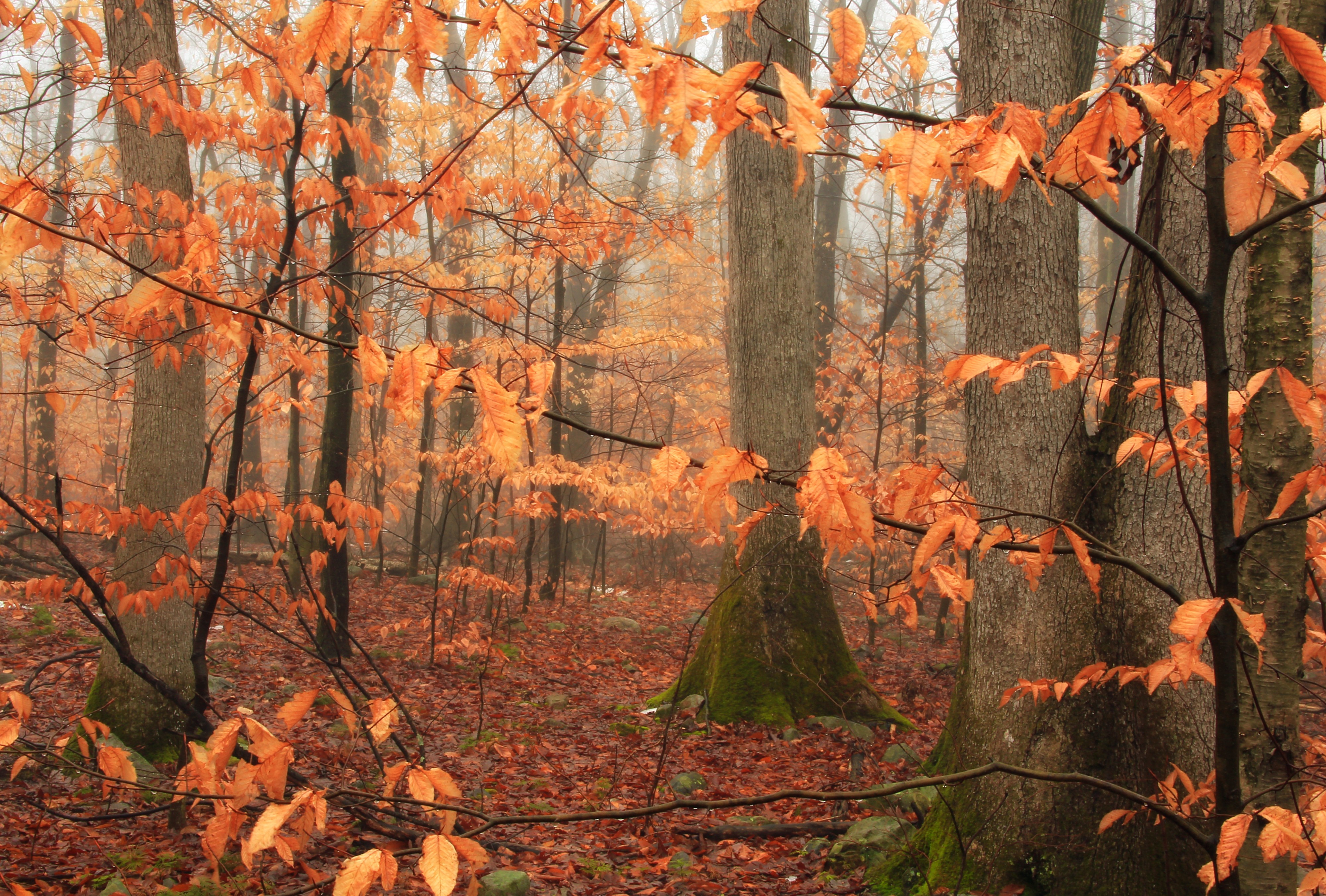 Beech Walk (8377731115)
