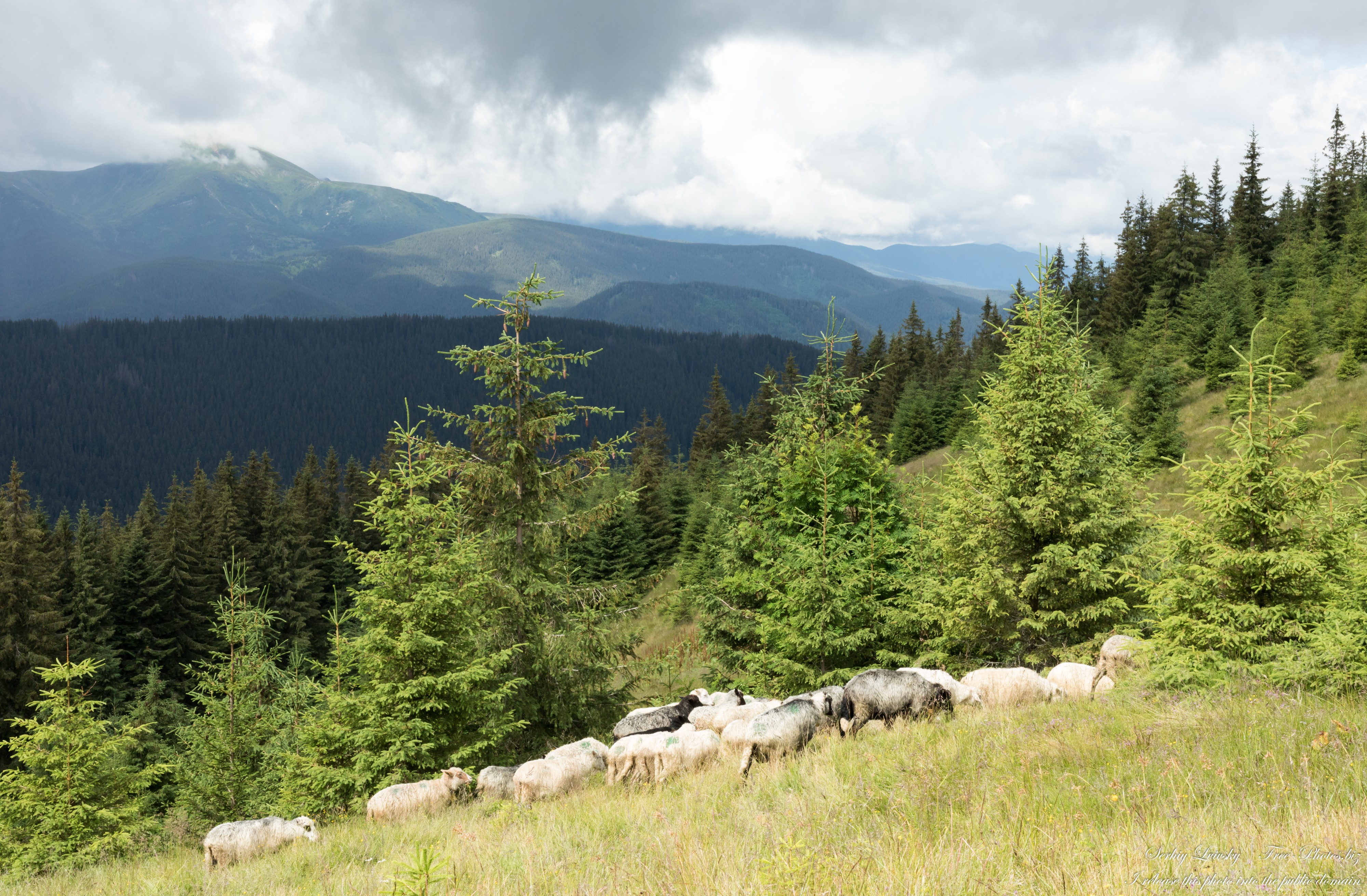 Carpathian mountains in Ukraine photographed in July 2022 by Serhiy Lvivsky, picture 9