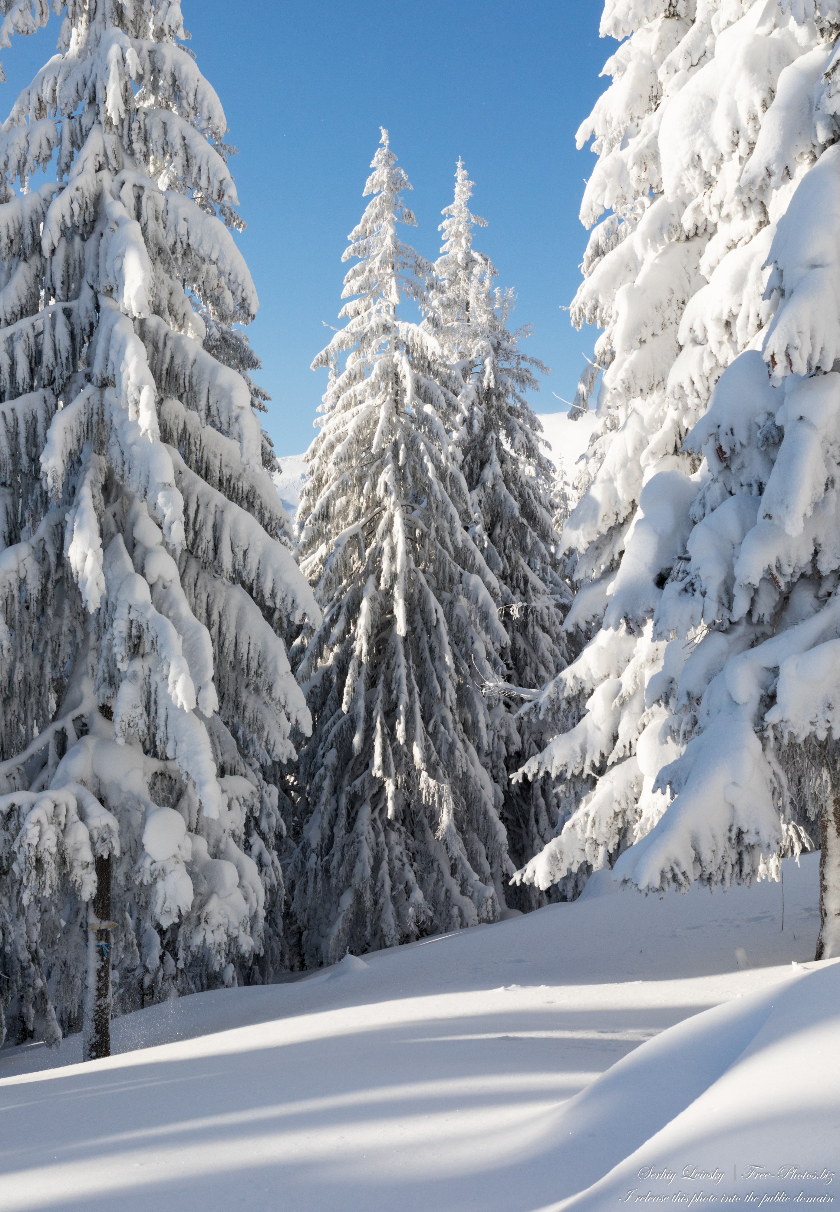 Carpathians in Ukraine photographed in February 2023 by Serhiy Lvivsky, picture 30