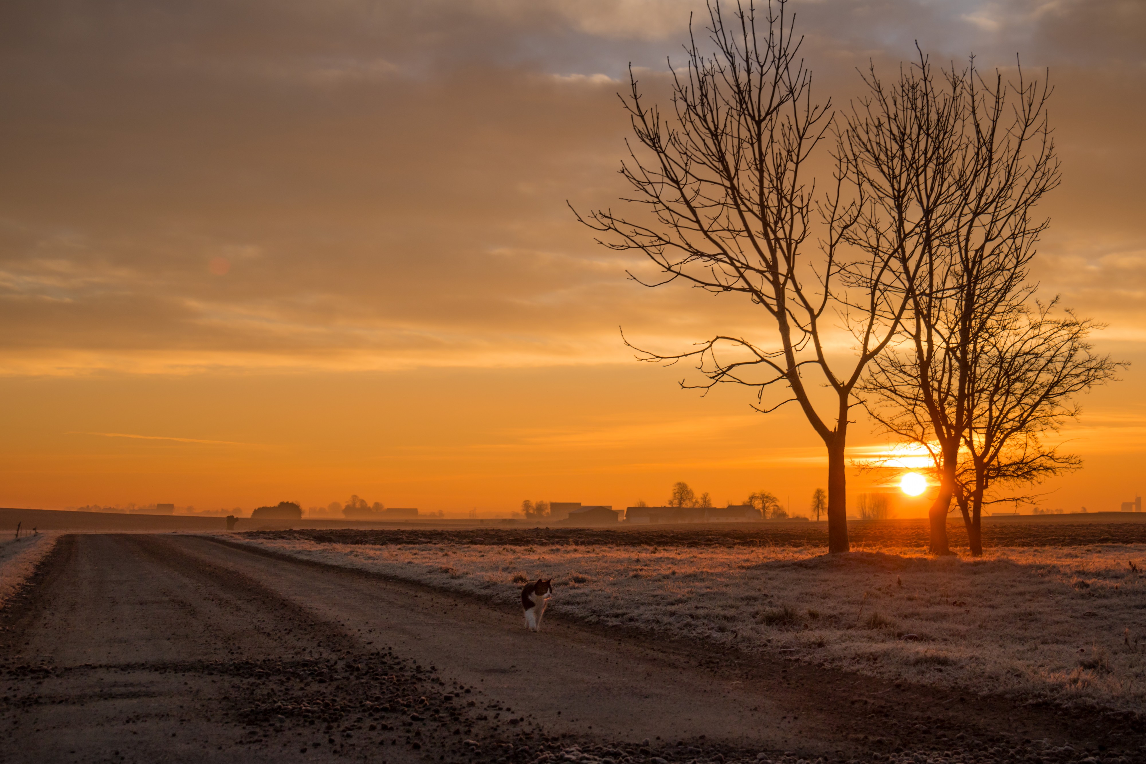 Cat at sunrise (32950358604)
