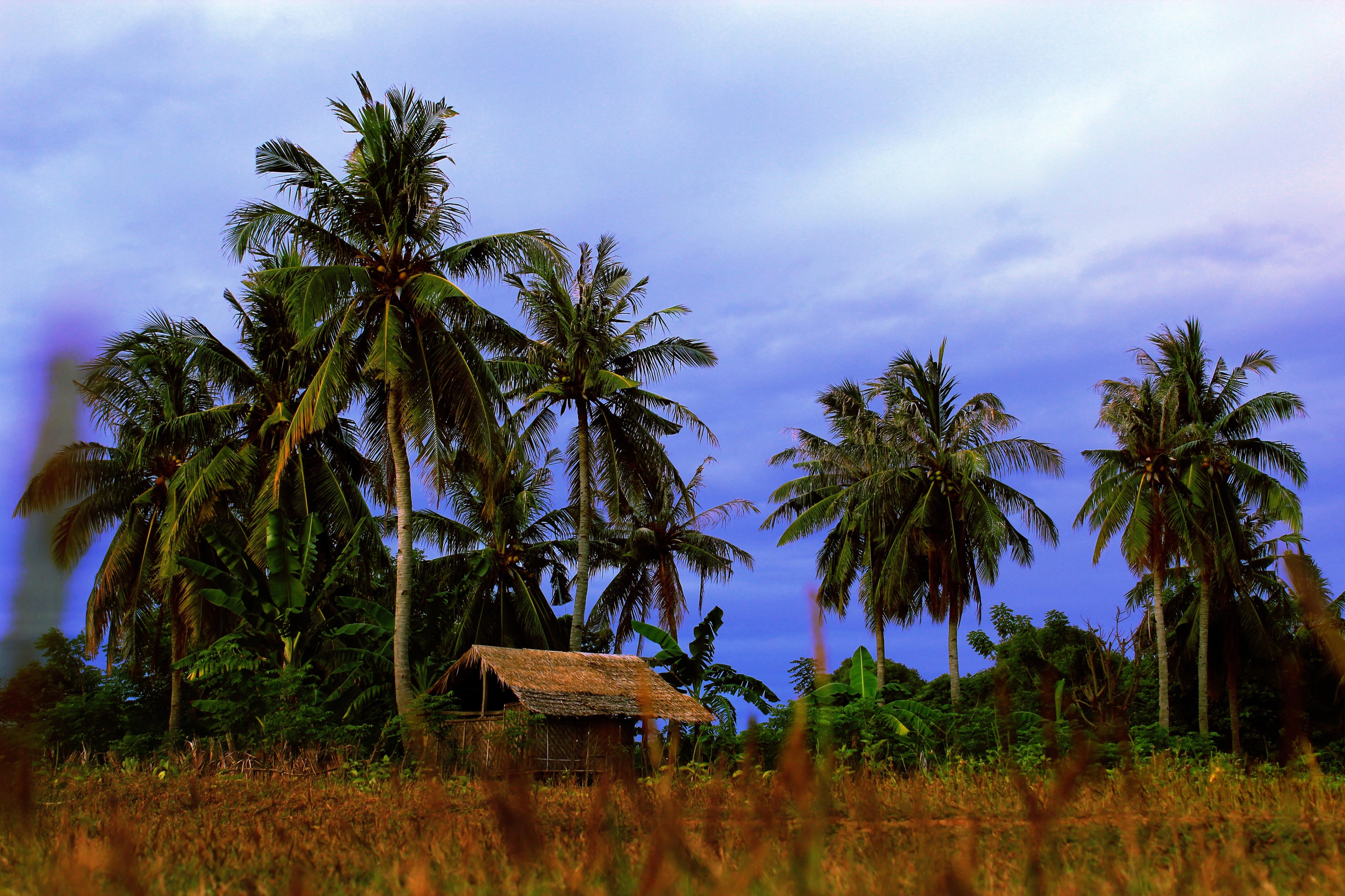 Coconut Trees in Saebus Island - panoramio