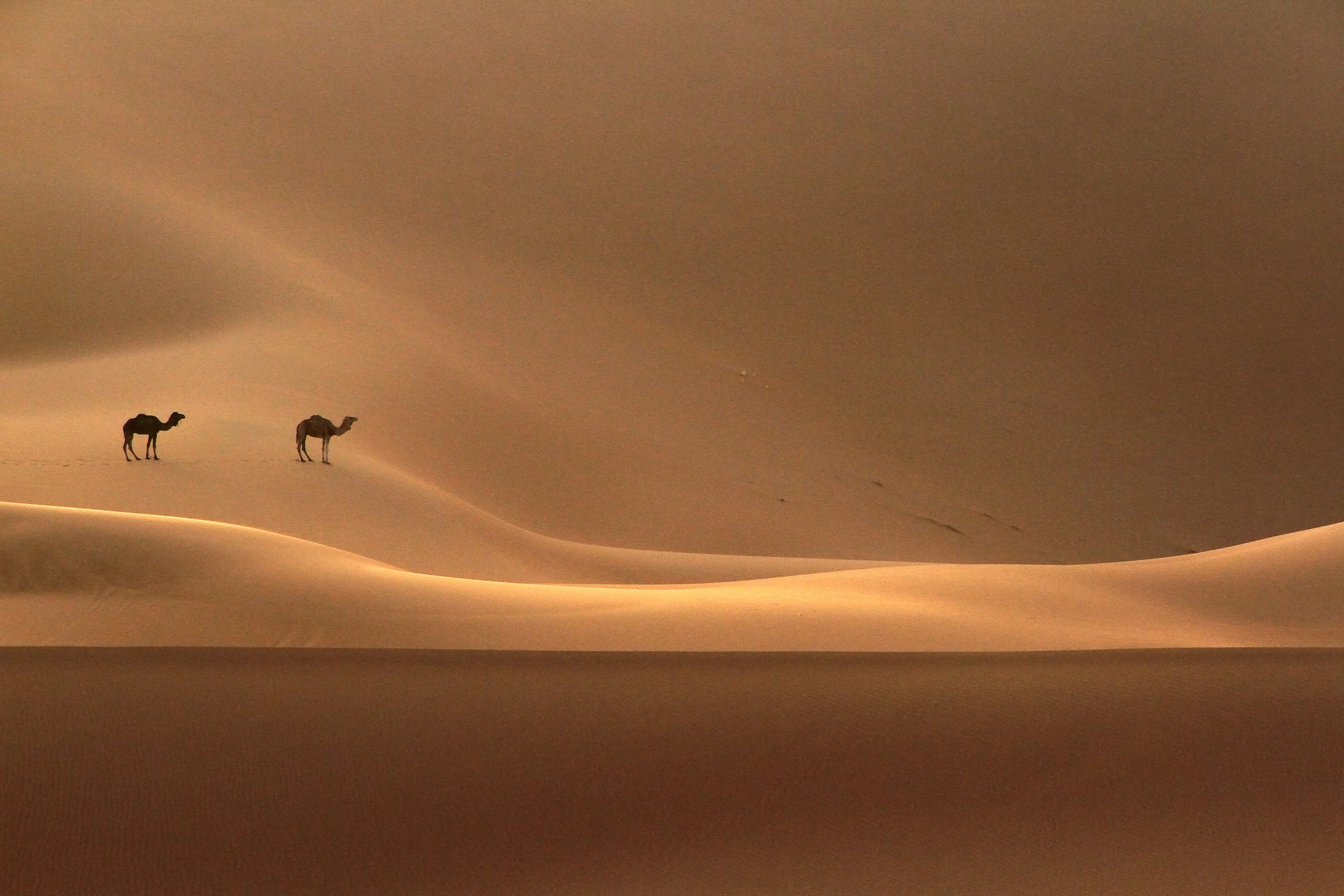 Désert marocain , dunes de Chegaga
