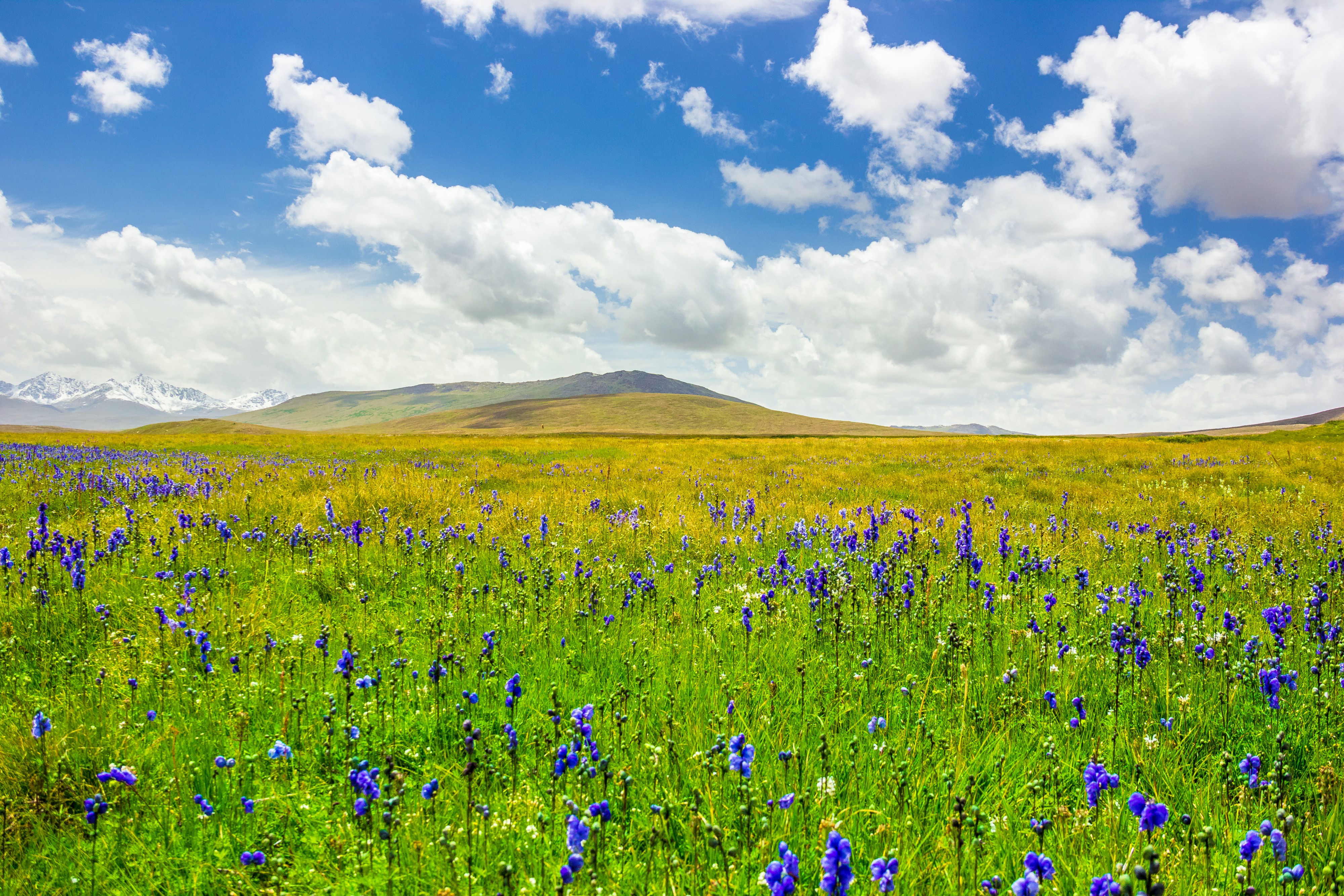 Deosai National Park, Pakistan 2 - August