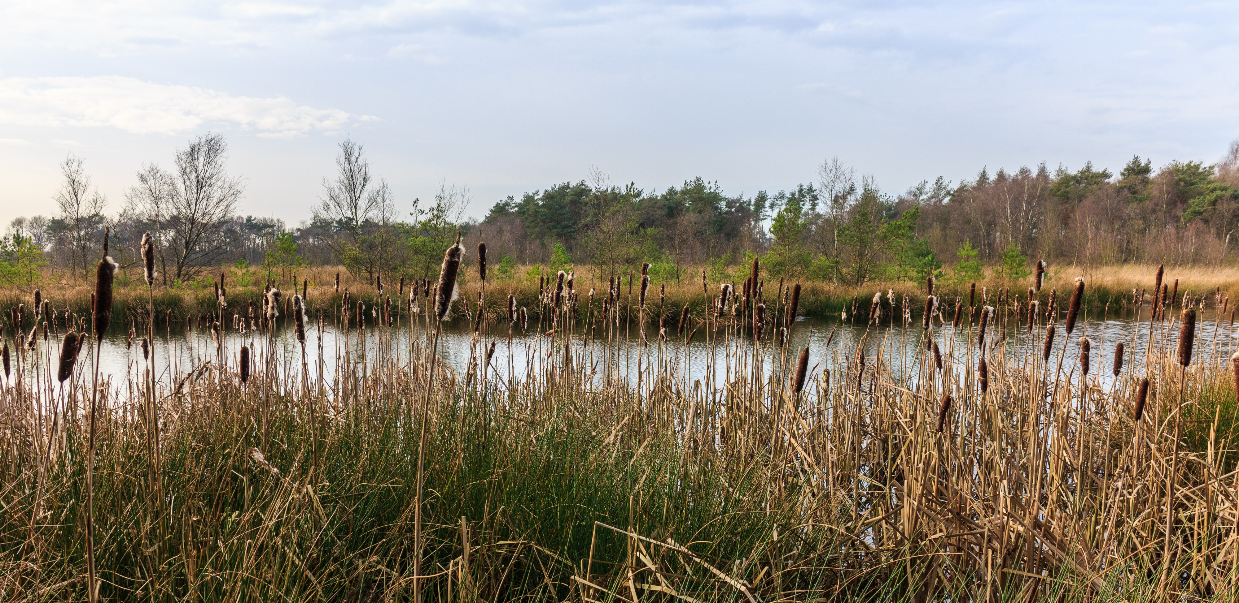 Diakonievene. Natuurgebied van It Fryske Gea 29