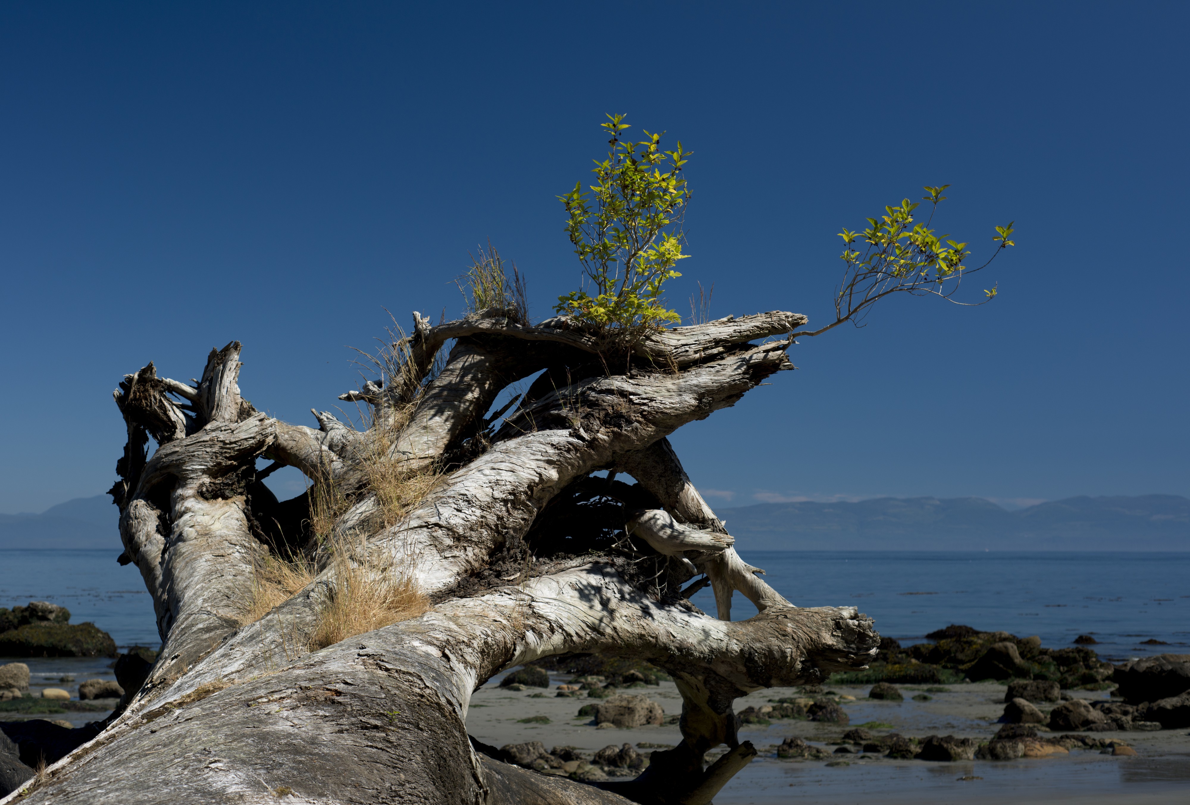 Driftwood, giver of life (7795721200)