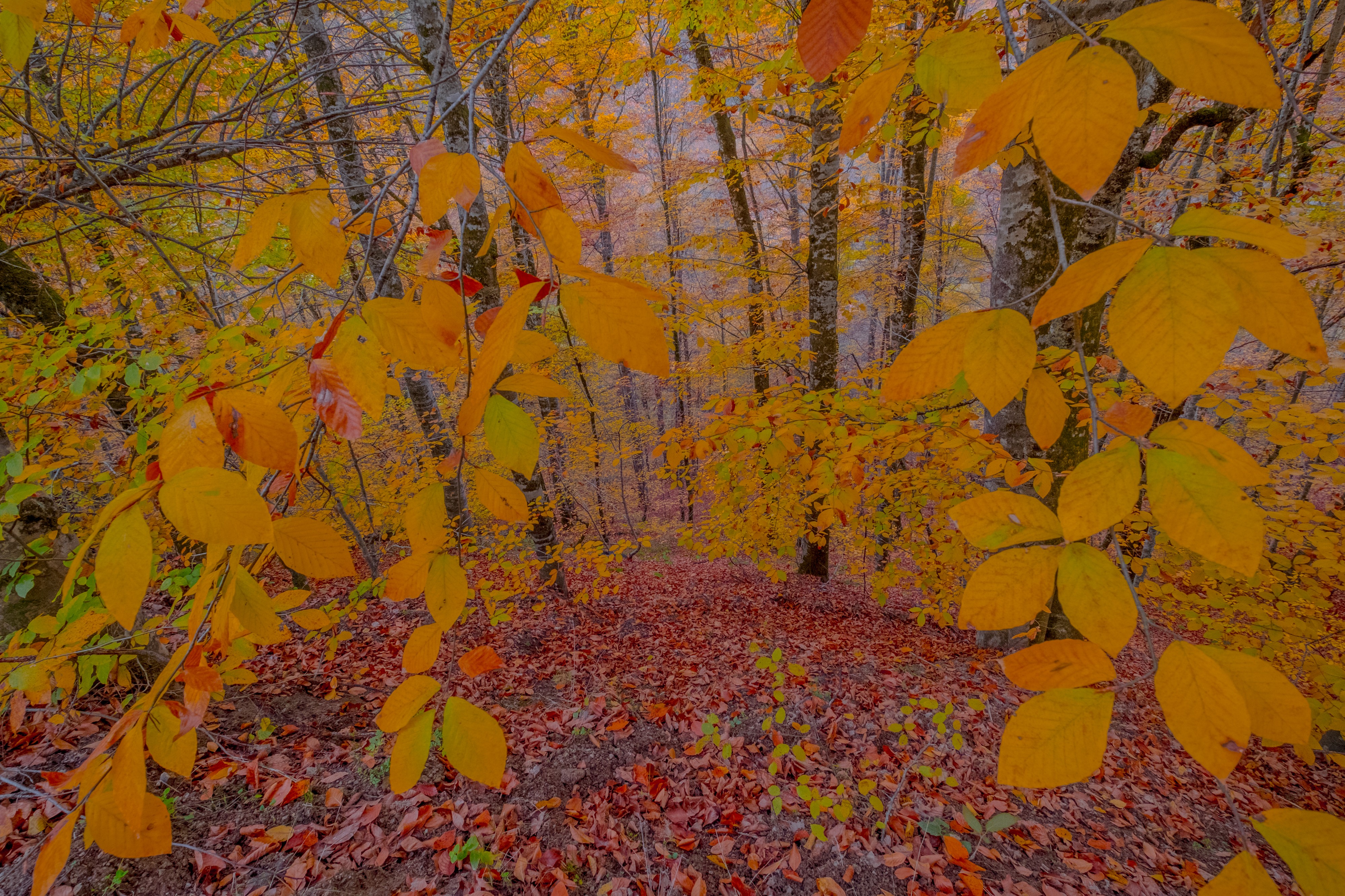Fagus Forest
