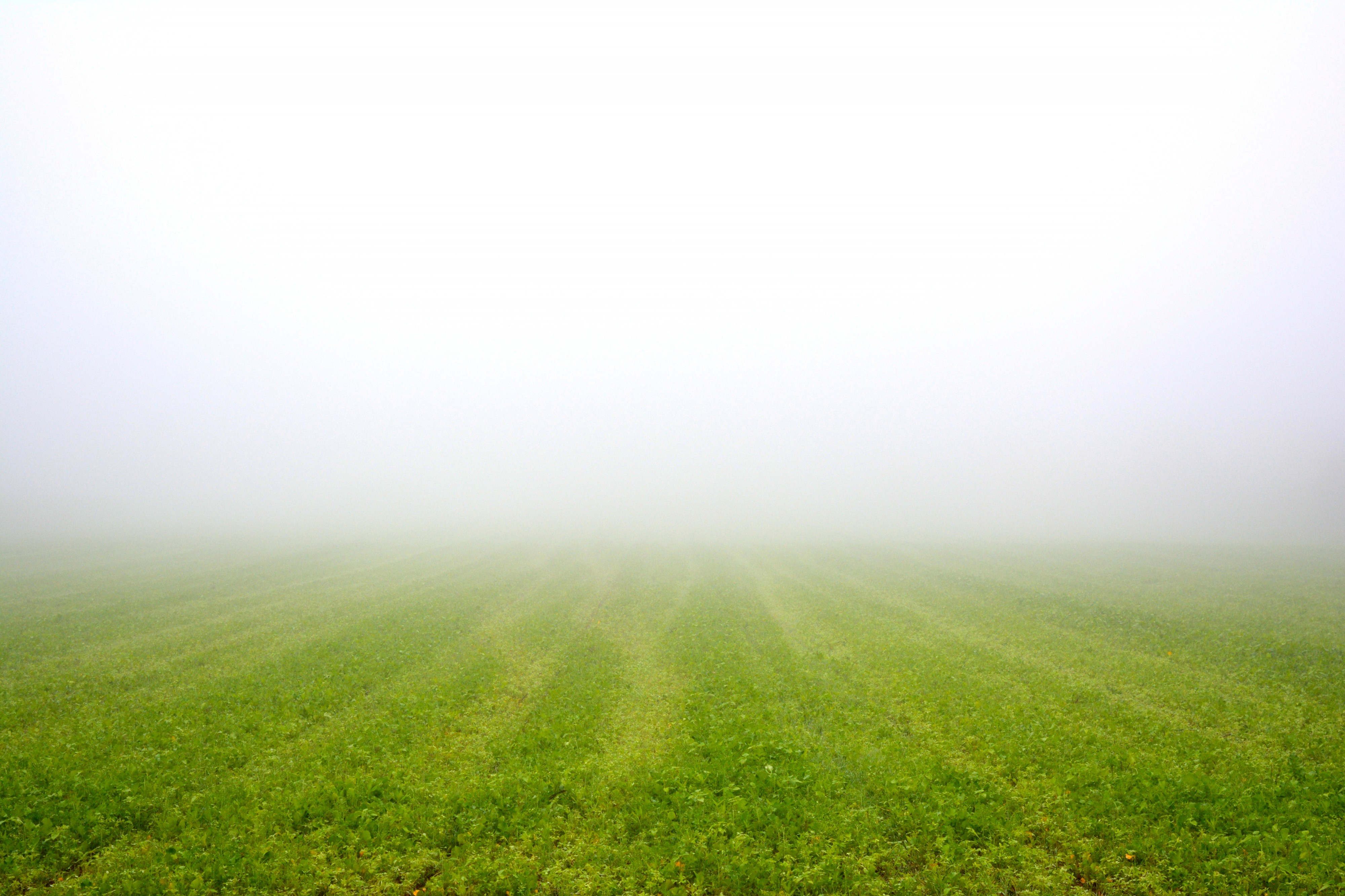 Field (15428409685)