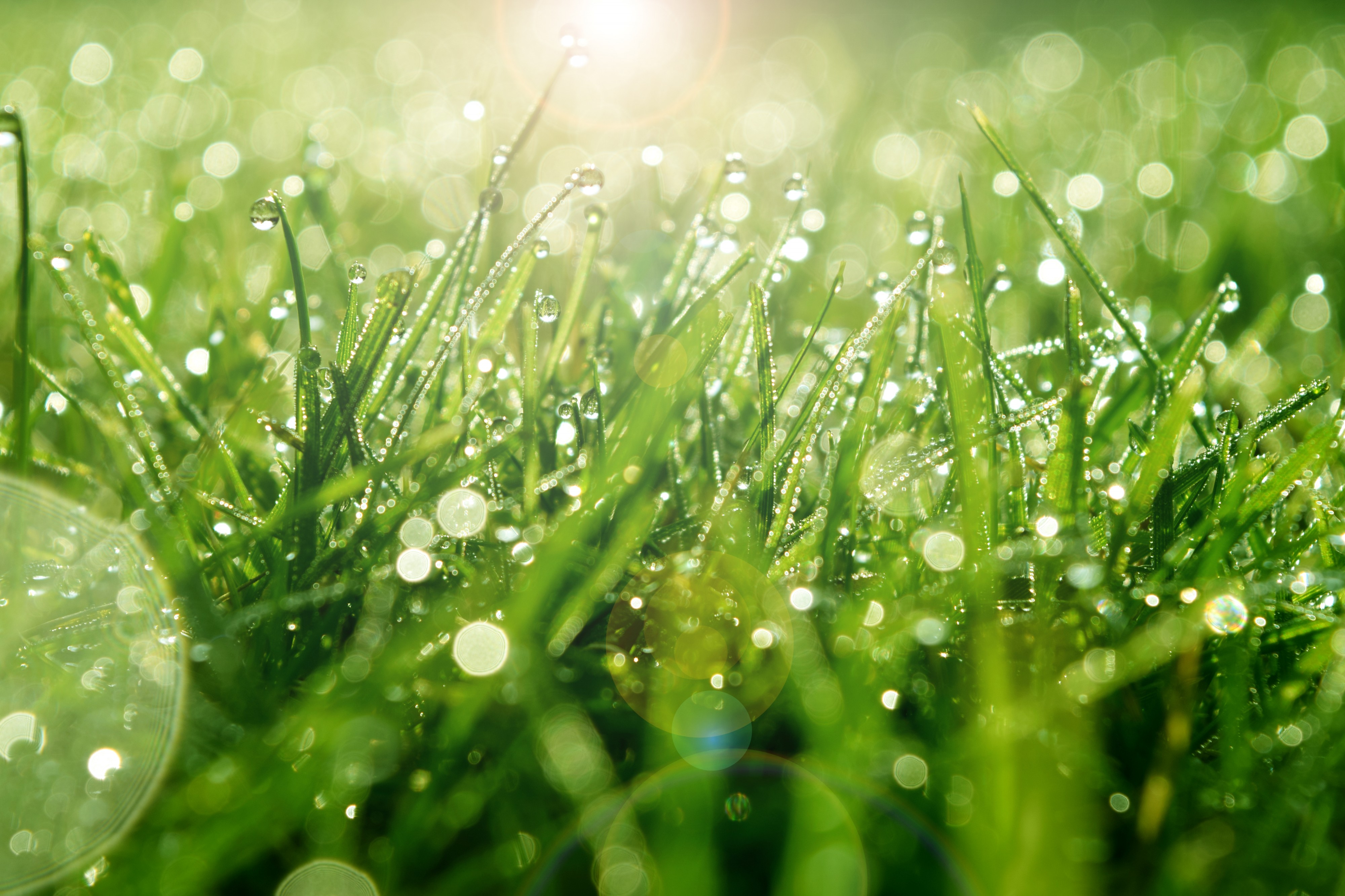 grass close up FJM88NL