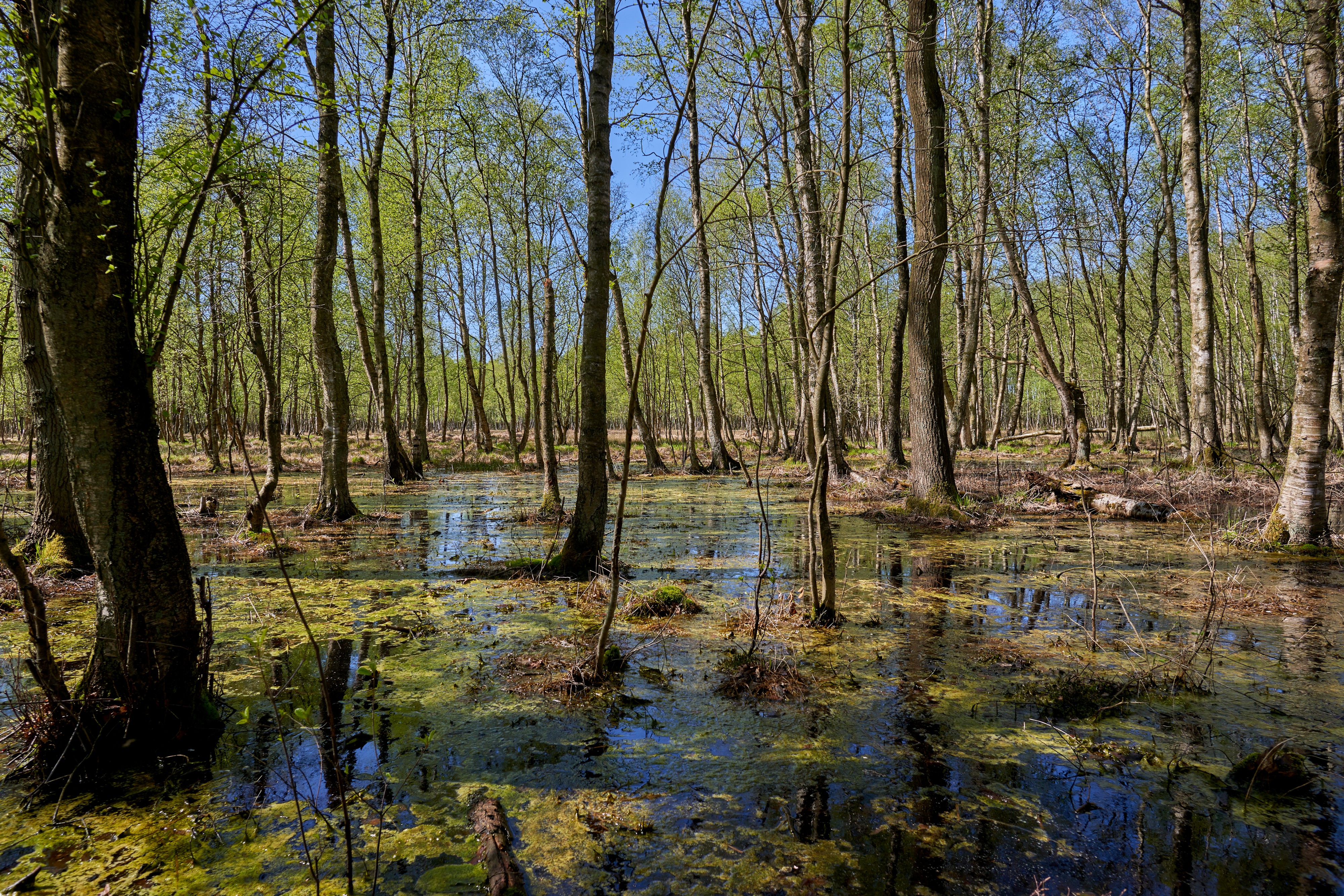 Frühling im Kaltenhofer Moor 9965