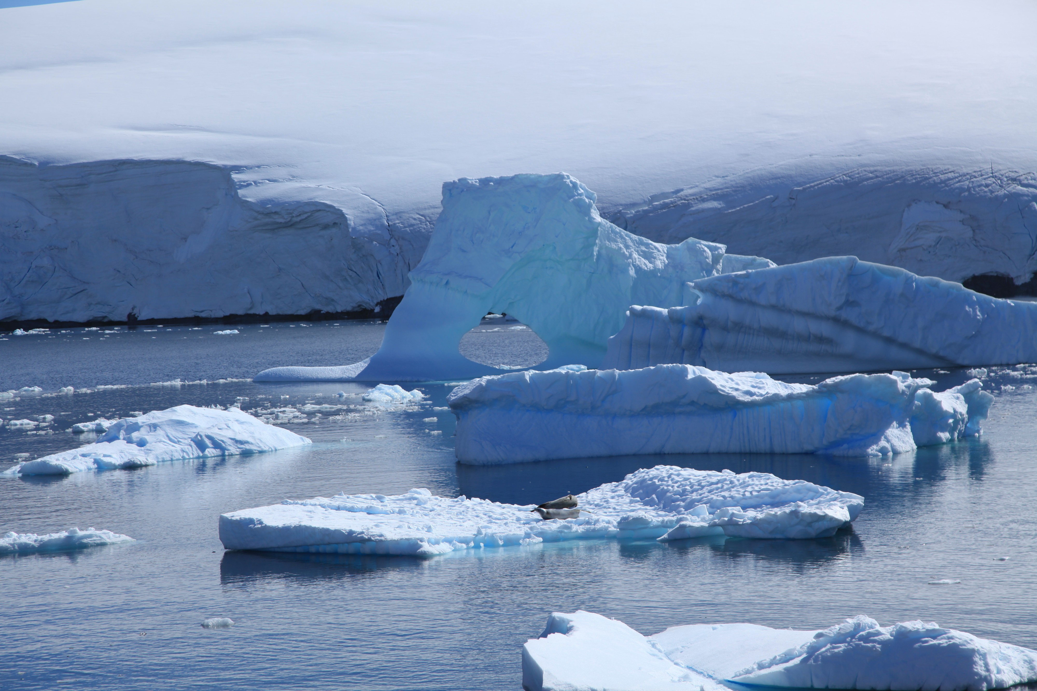 Icebergs in the Lemaire Channel, Antarctica (6062792092)