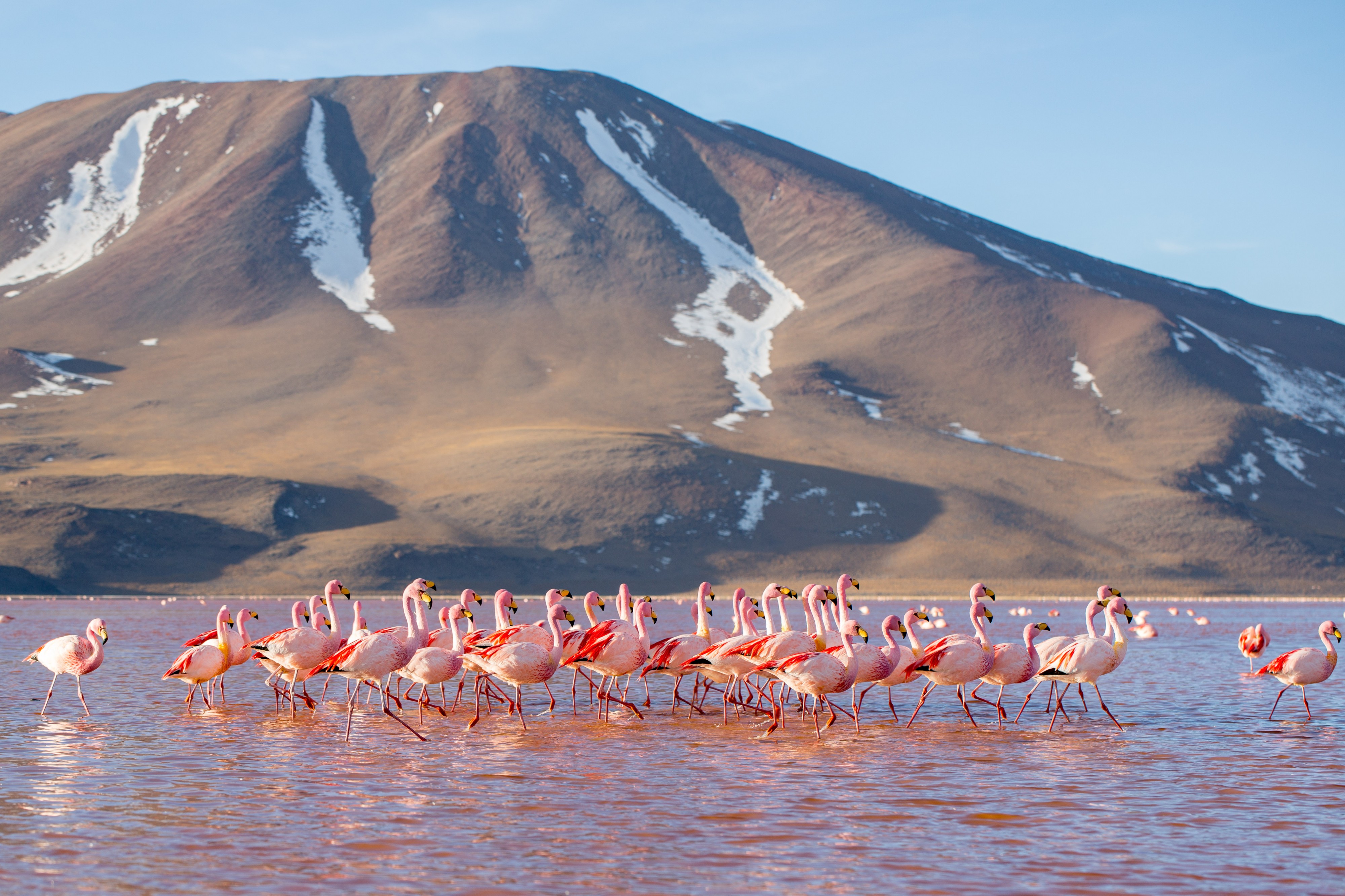 James's Flamingoes in Laguna Colorada, Bolivia