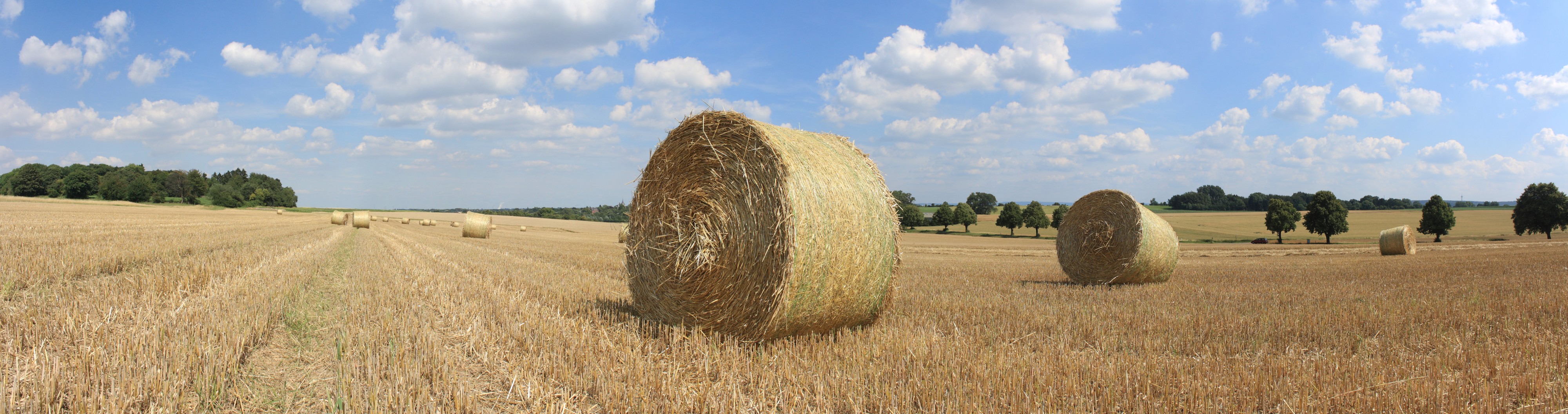 Kornfeld