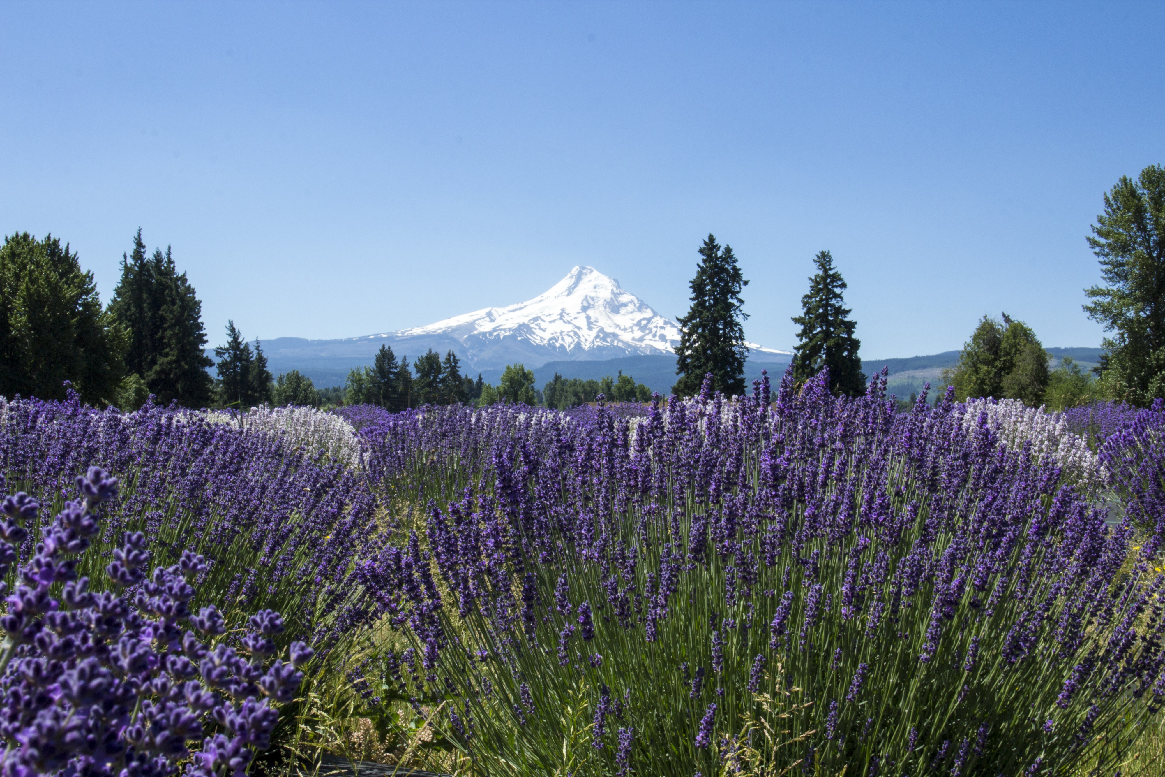 Lavender Valley, Mt. Hood, Oregon (35632412491)
