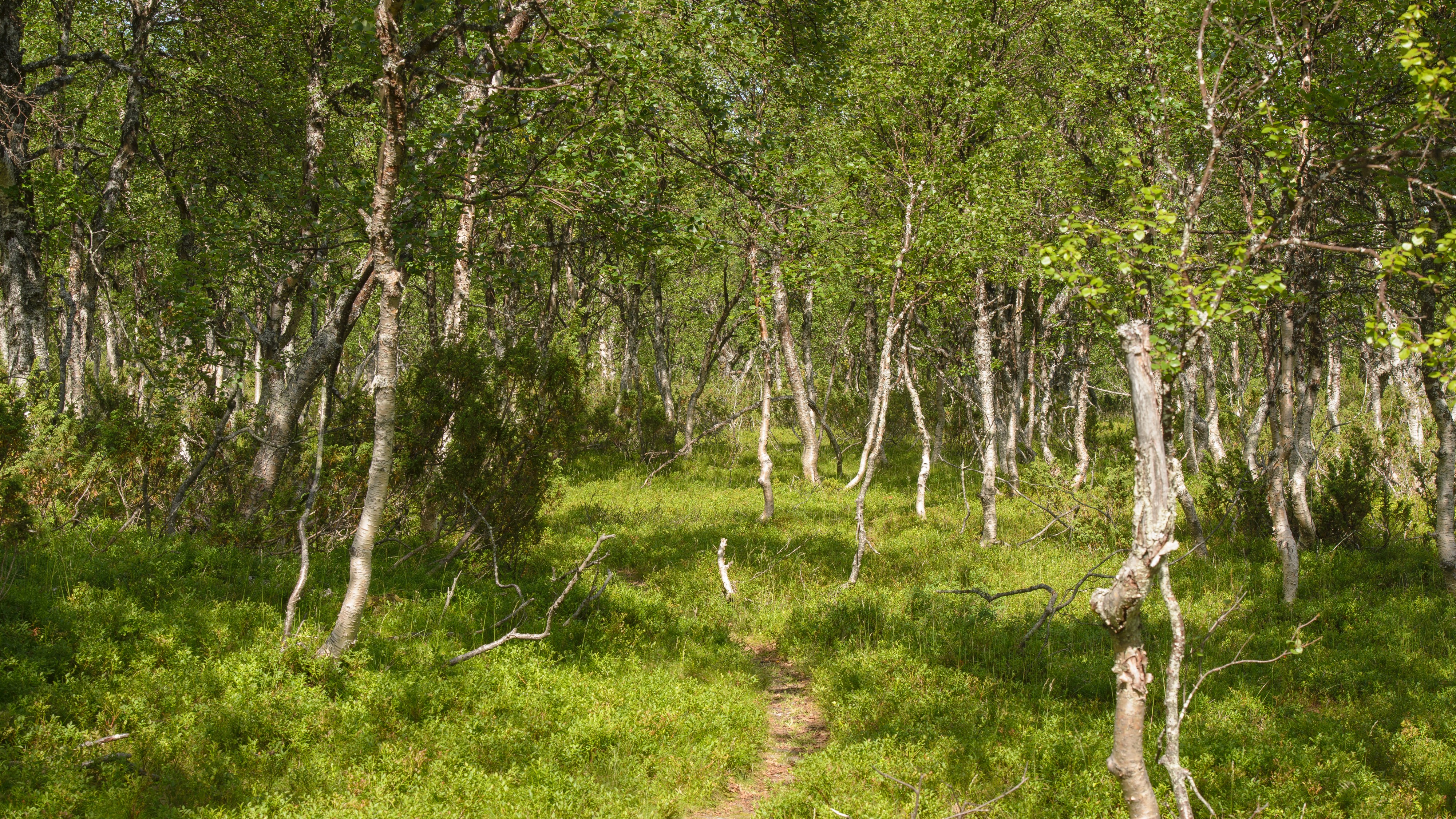 Ljungdalen July 2013 05