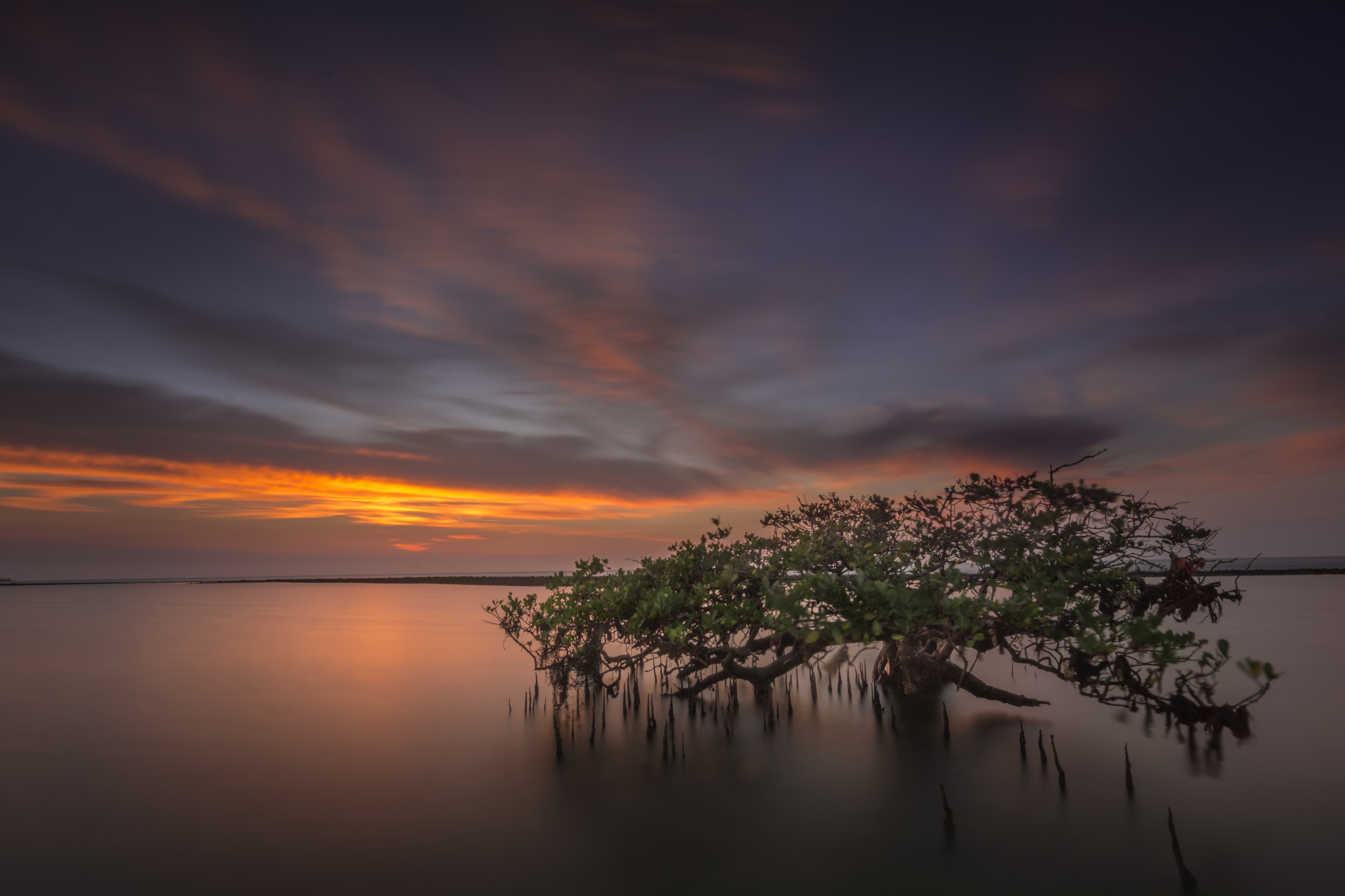 Mangrove, Lamongan Regency, East Java, Indonesia 1