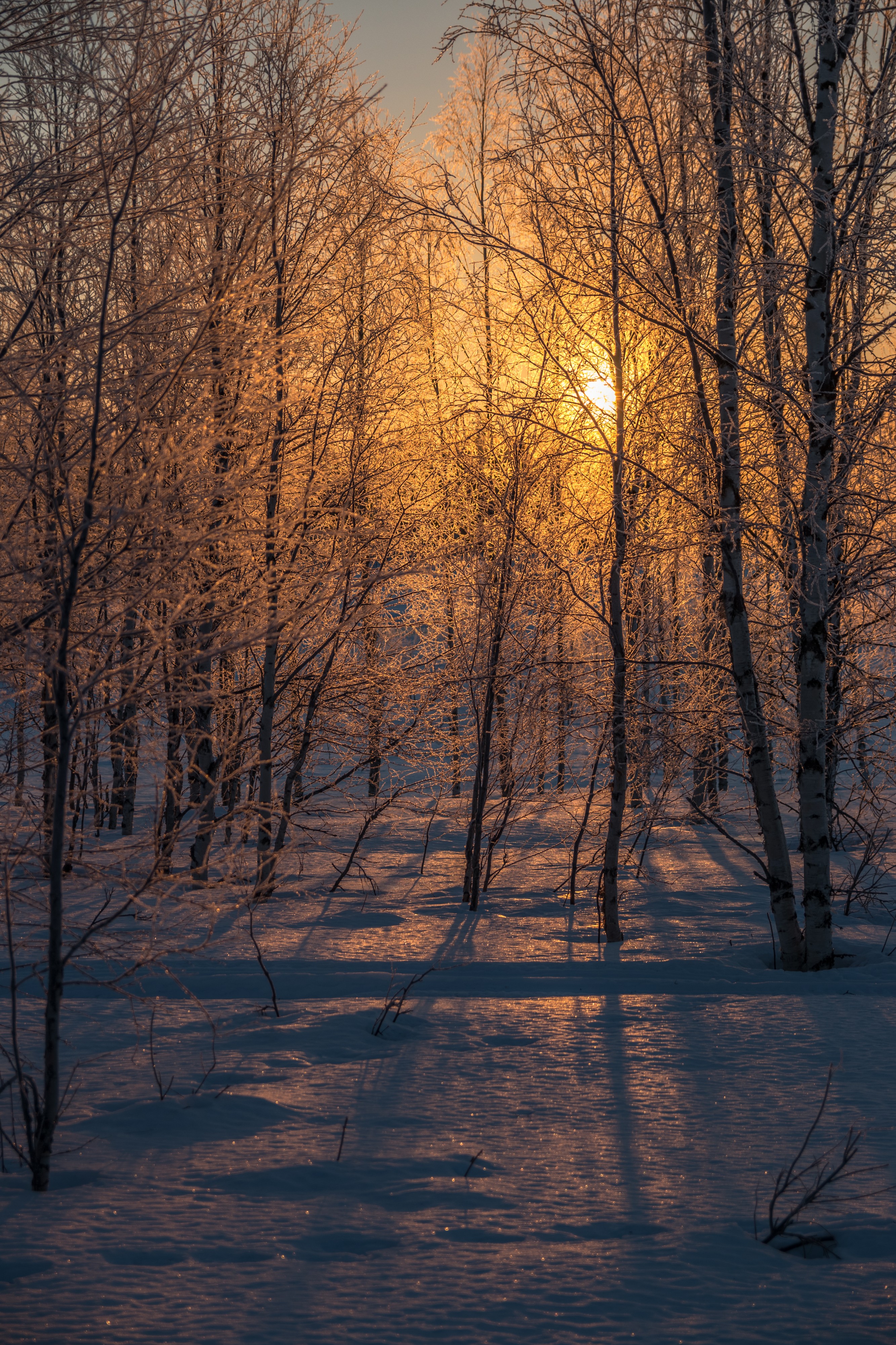 Morning Light (26097844275)