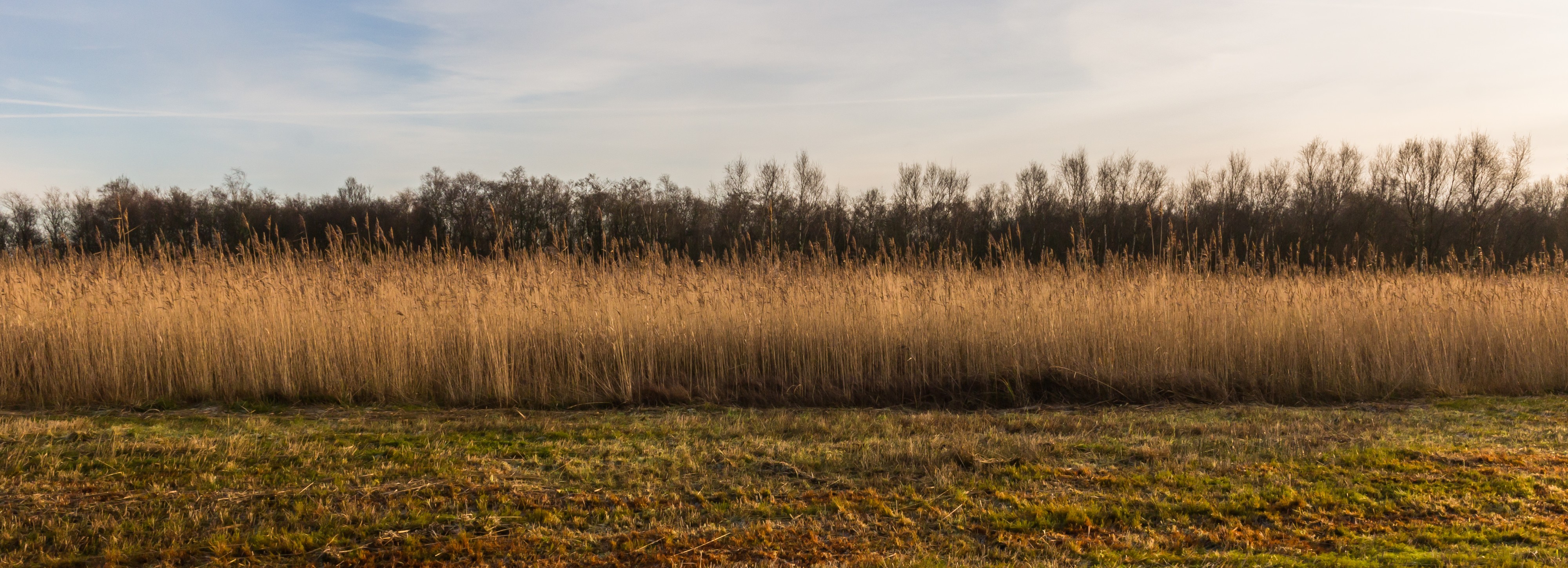 Nationaal Park Weerribben-Wieden. Zompig rietland 02