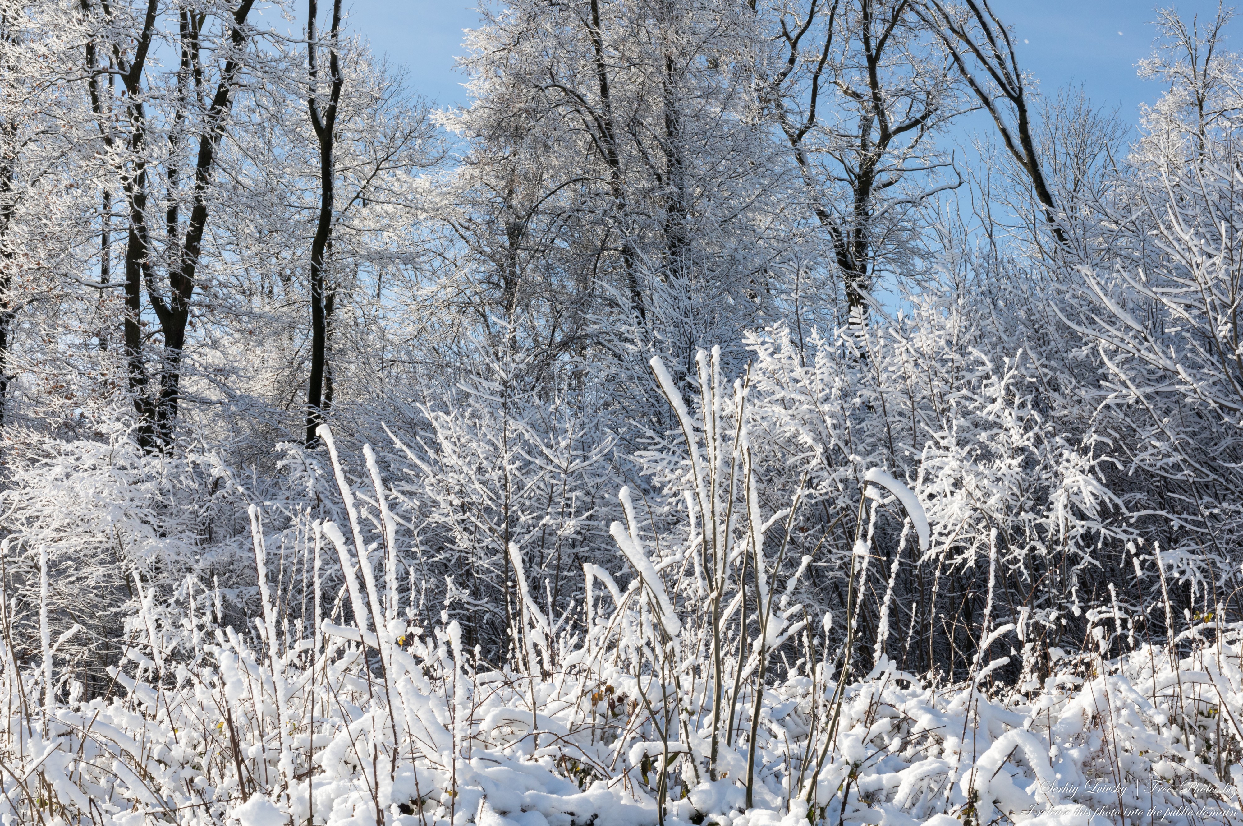 nature in Lviv region of Ukraine in December 2021 photographed by Serhiy Lvivsky, picture 14
