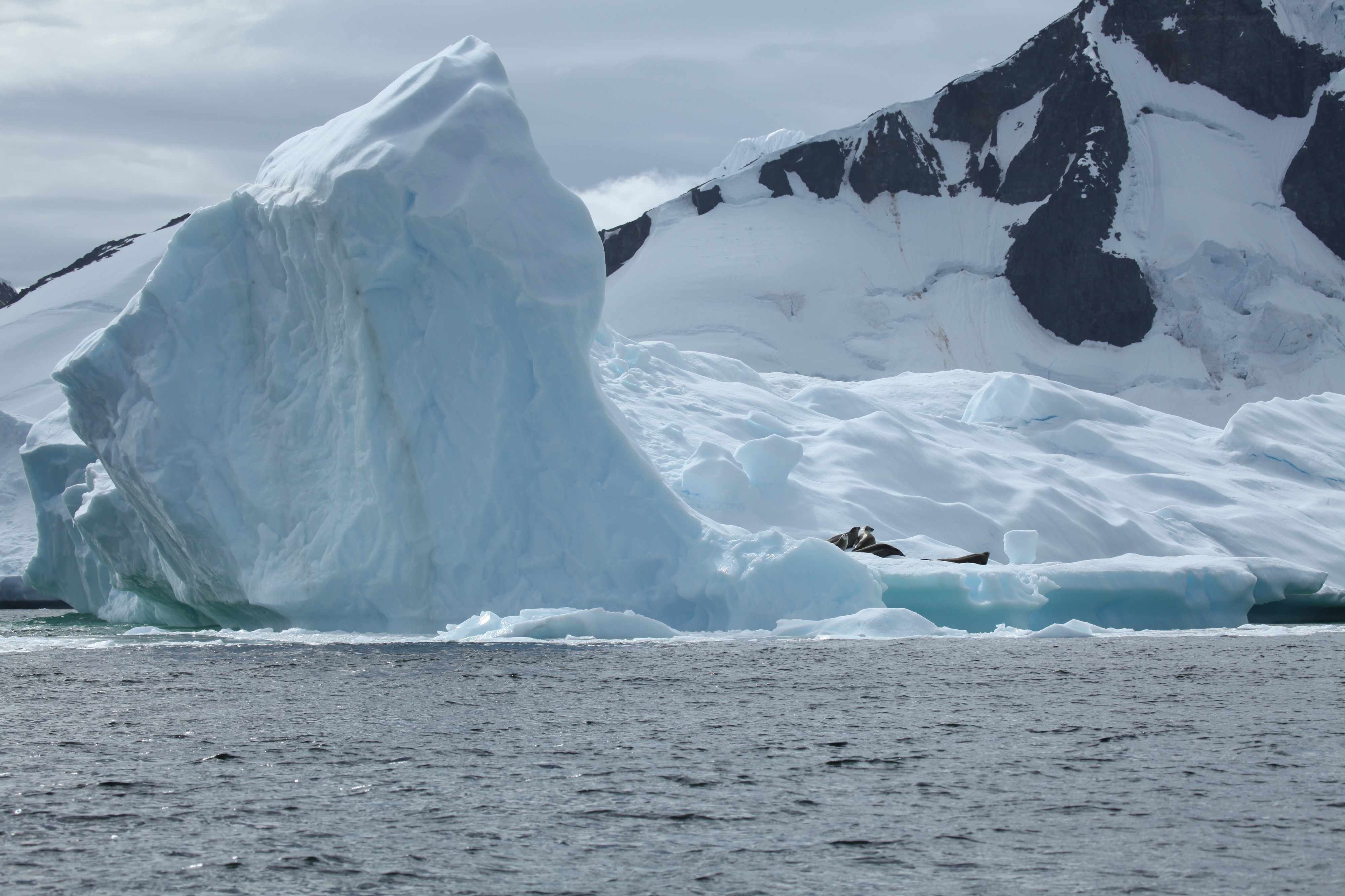 Pléneau Bay, Antarctica Icebergs and Crabeater Seals (6059244320)