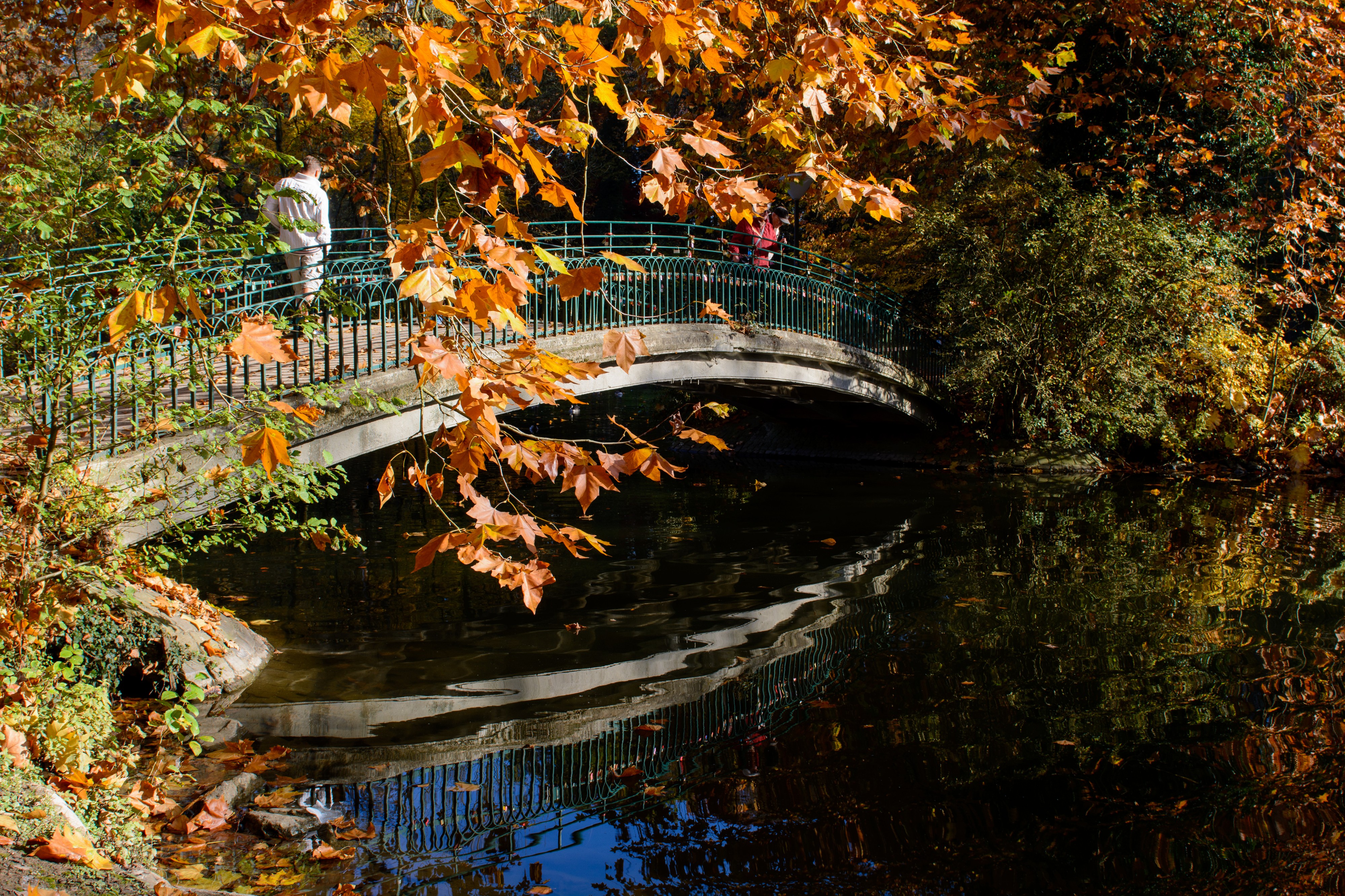 Rombergpark-Kleine-Bruecke-Herbst-2015