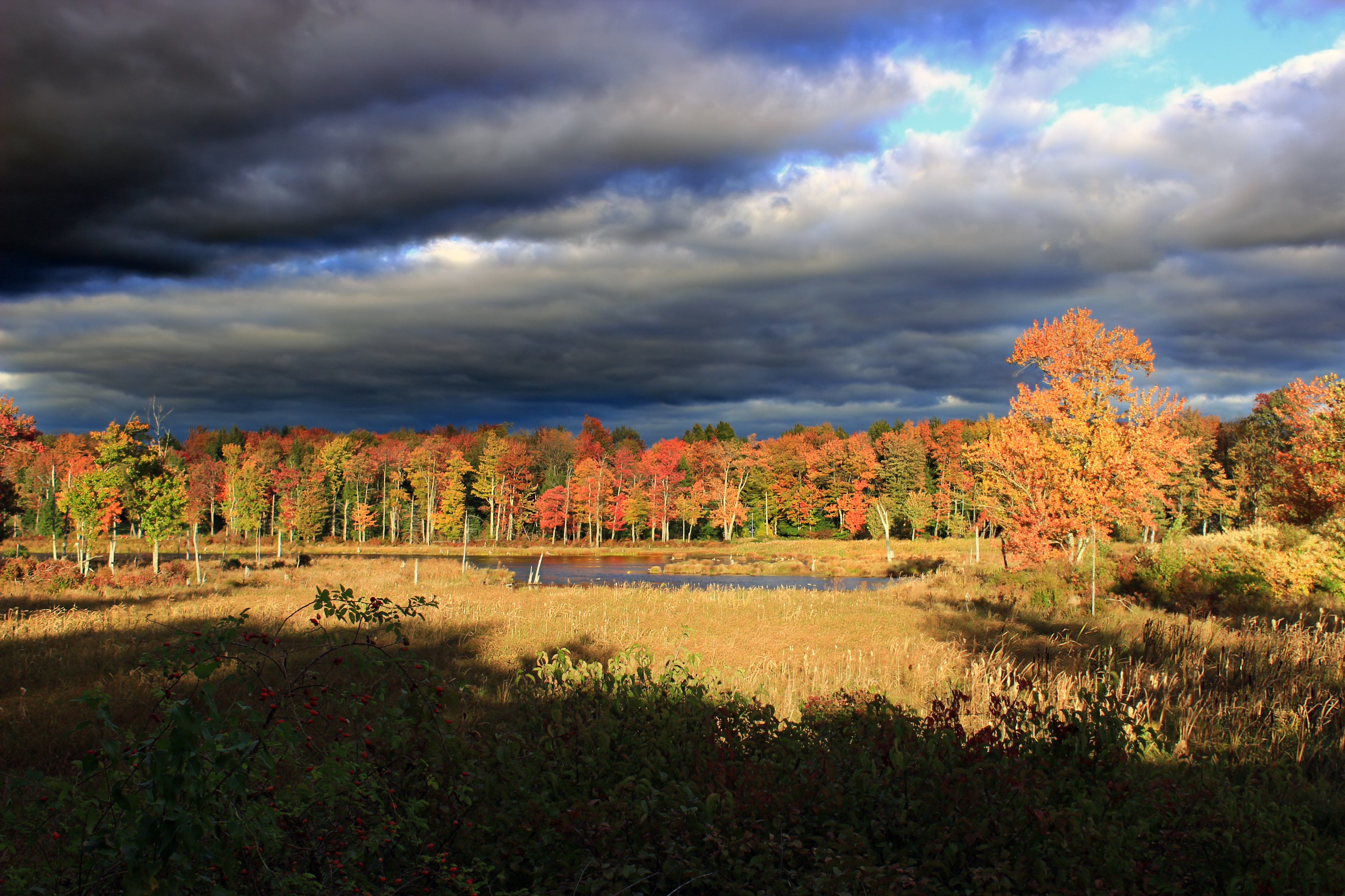 Snag Pond (29681555494)