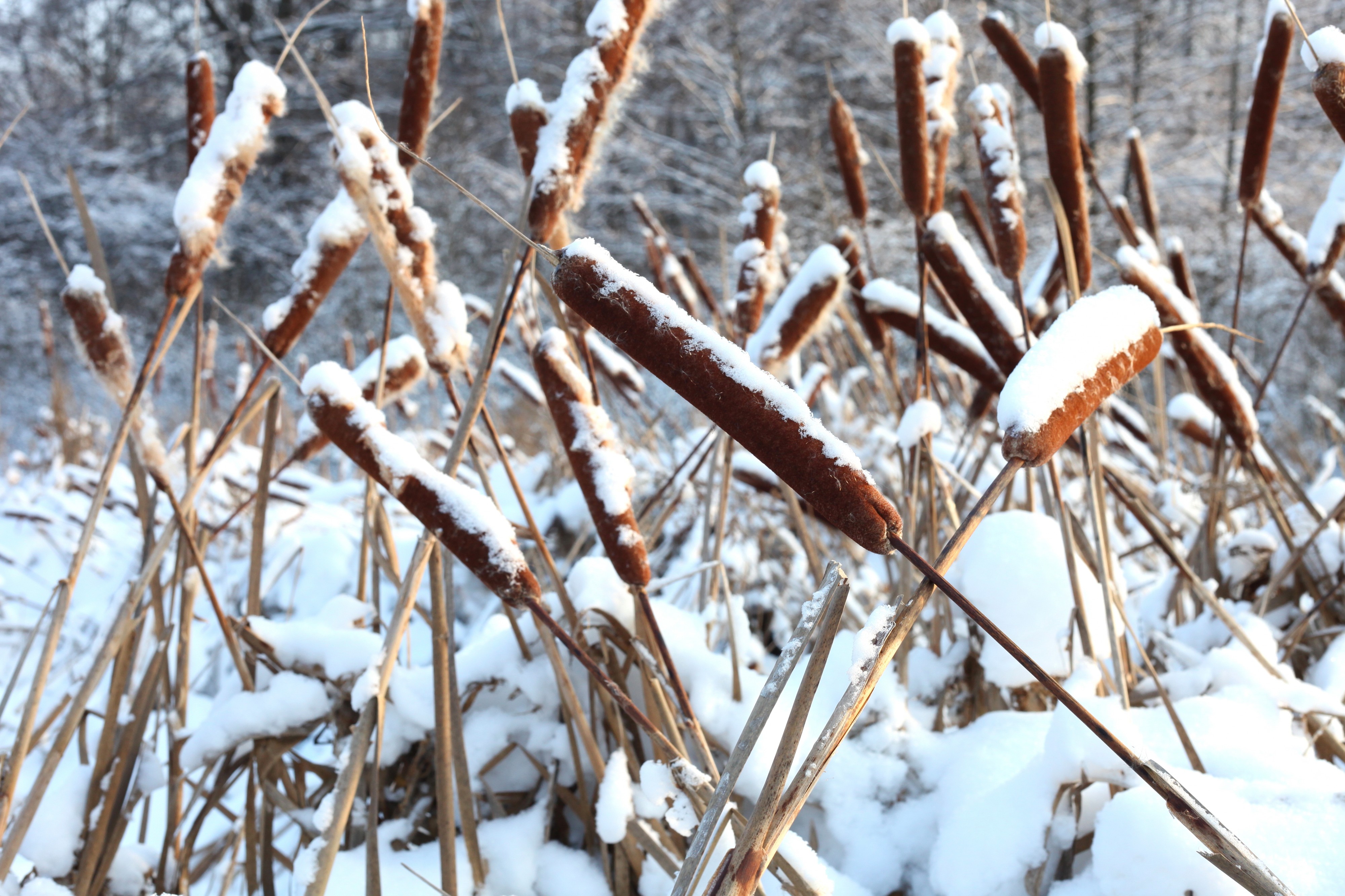 God's creation: reeds in snow, December 2012, photo 9