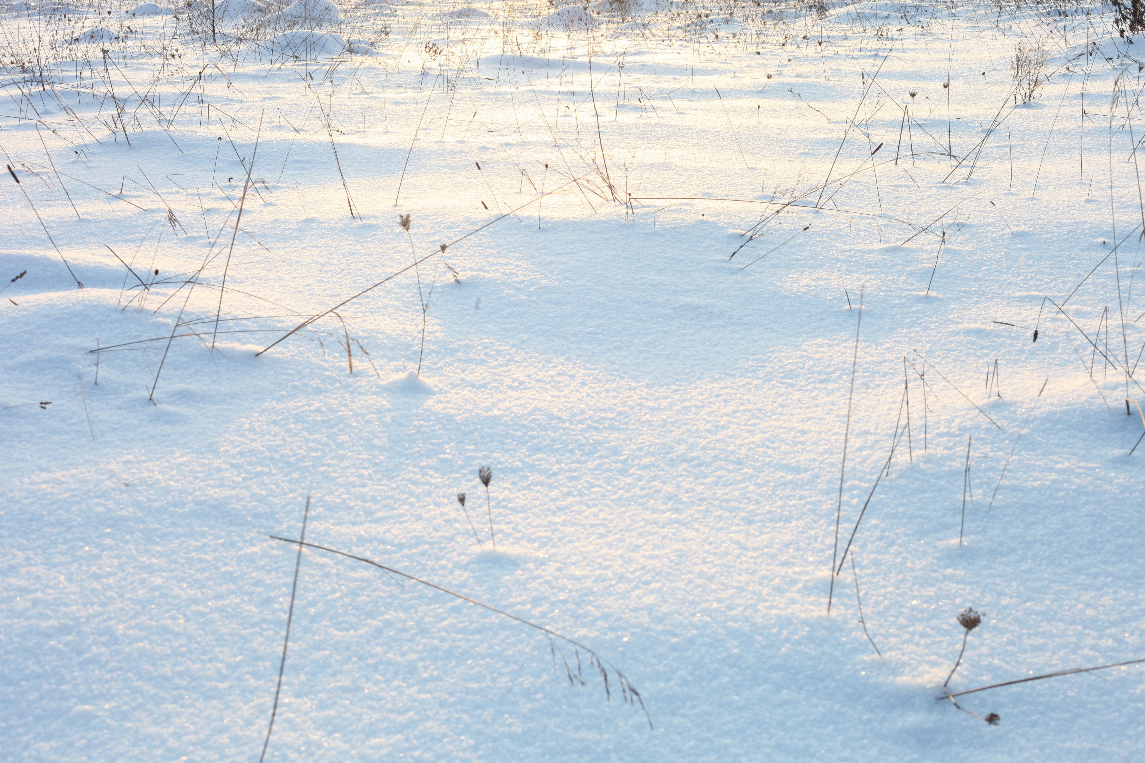 God's creation: snow on the meadow in the evening in Lviv region, December 2012, photo 13