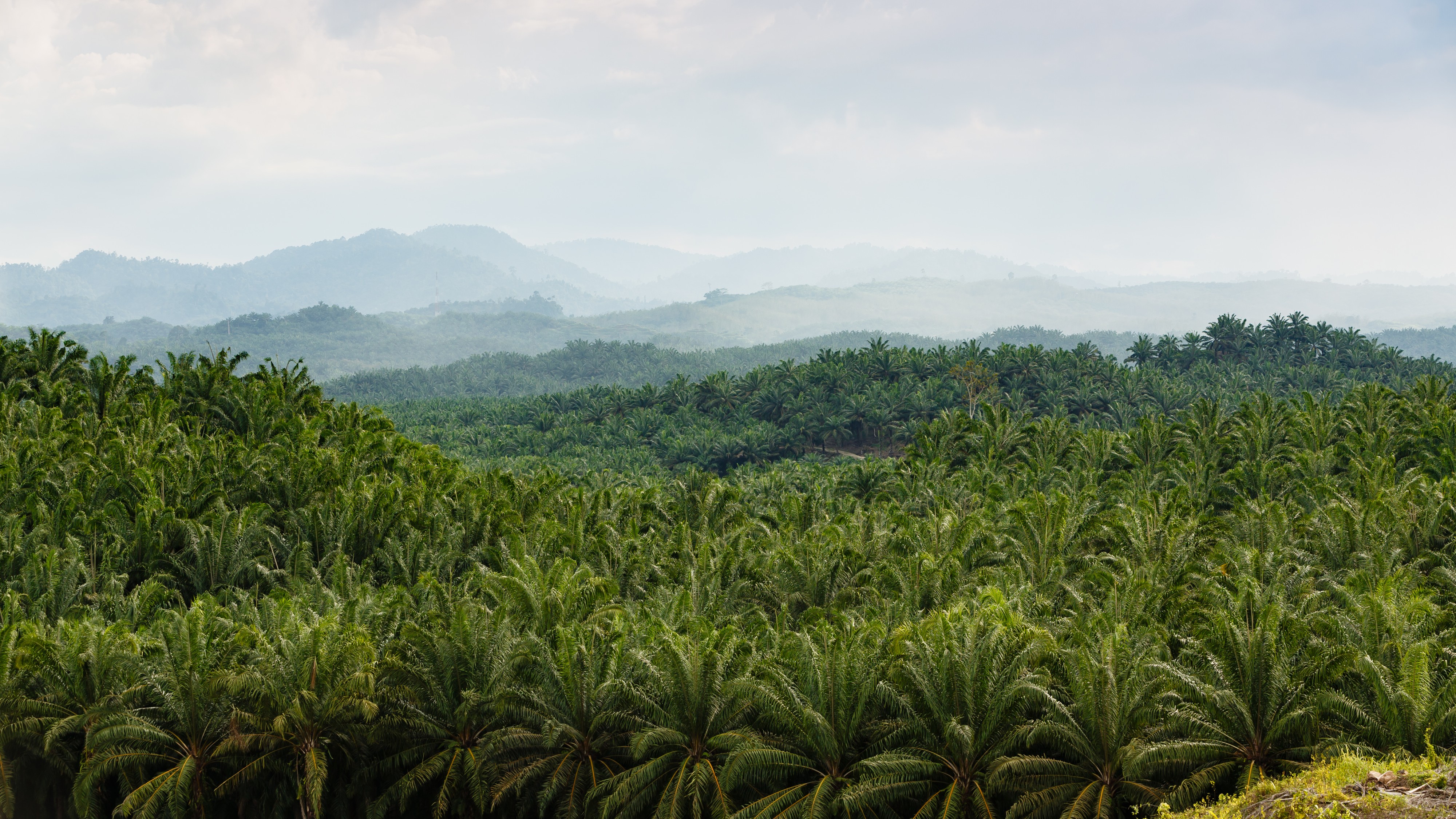 Sungai-Mangis Sabah Tamaco-Plantations-Oilpalms-01