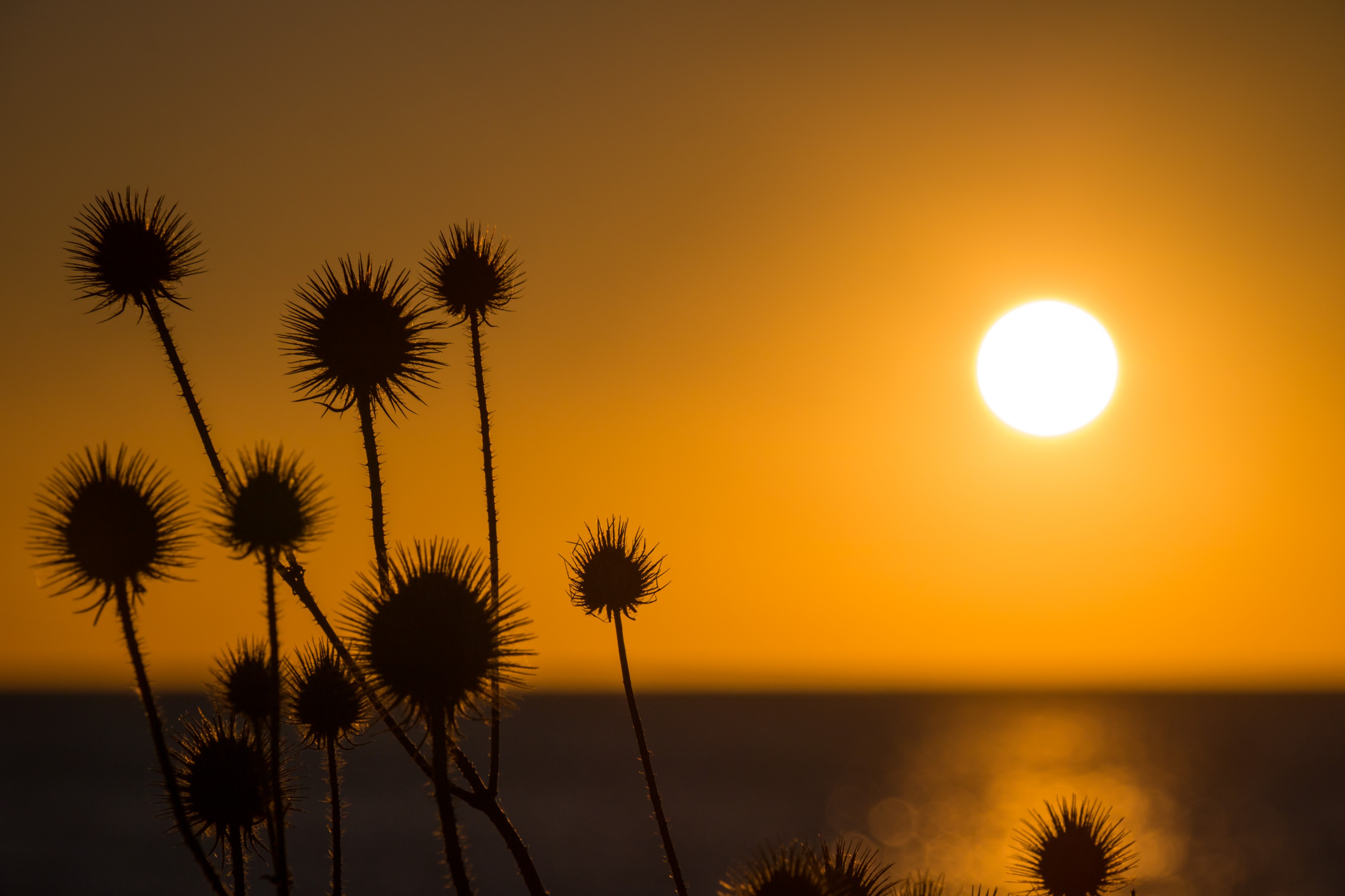 Sunset light (31297591565)