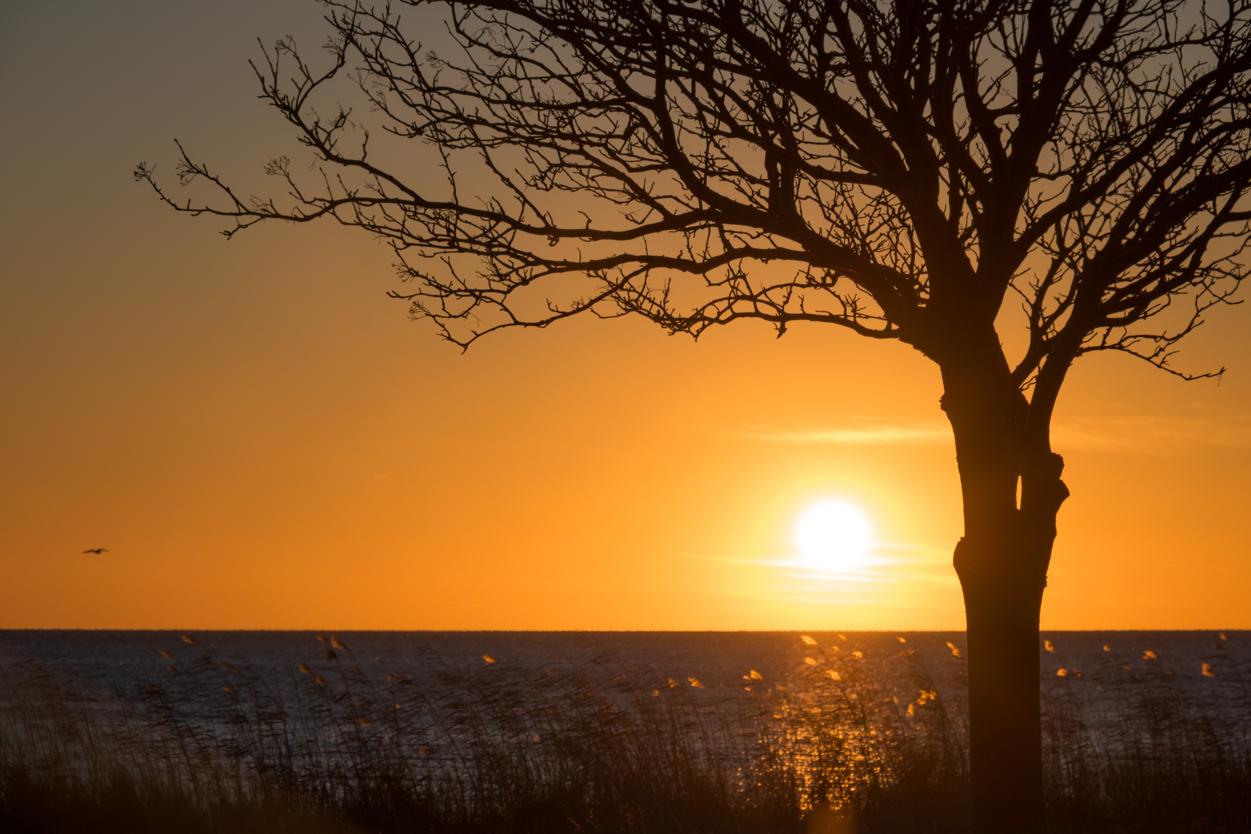 Sunset light (31396328611)