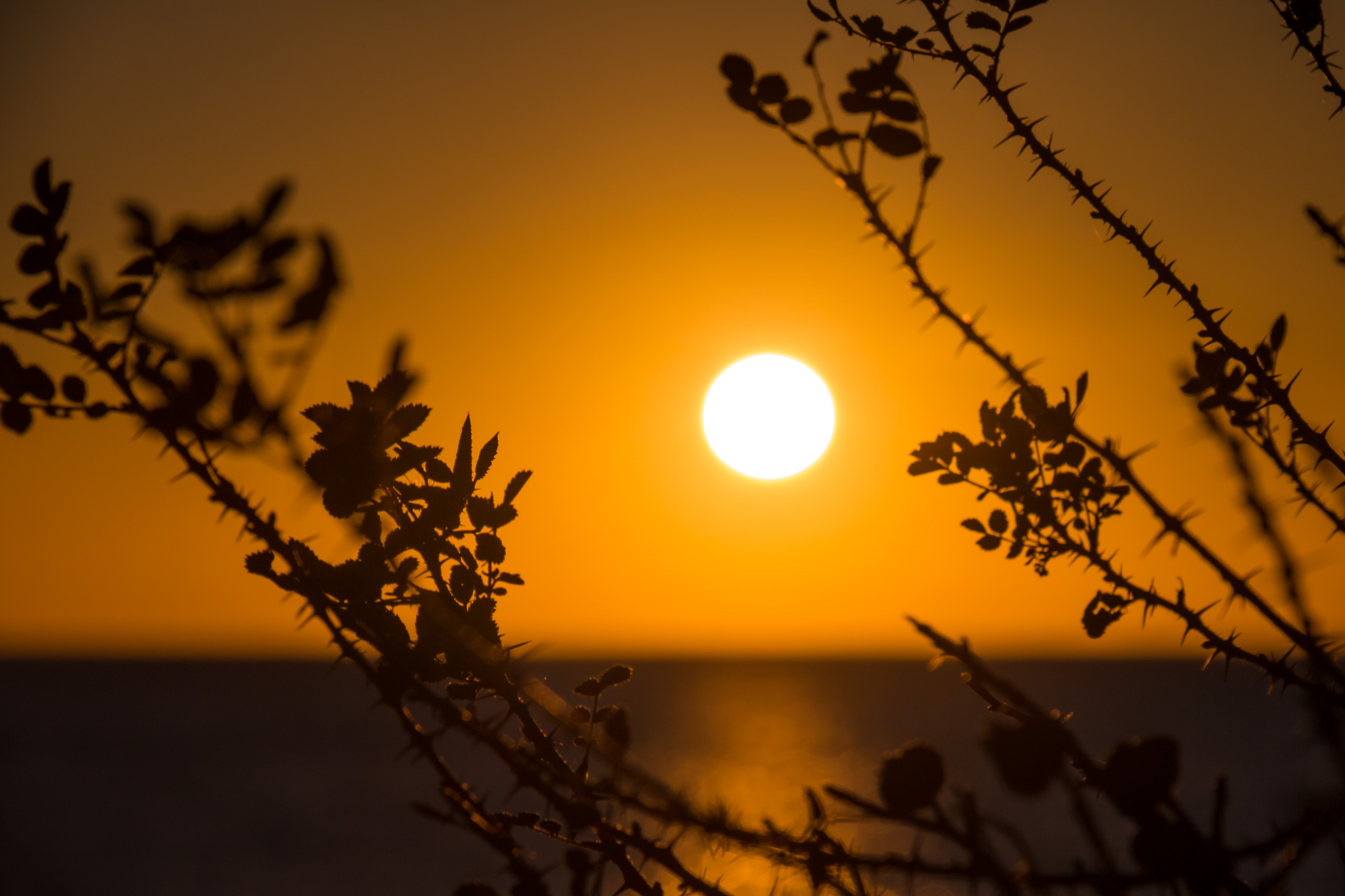 Sunset light (31511812605)