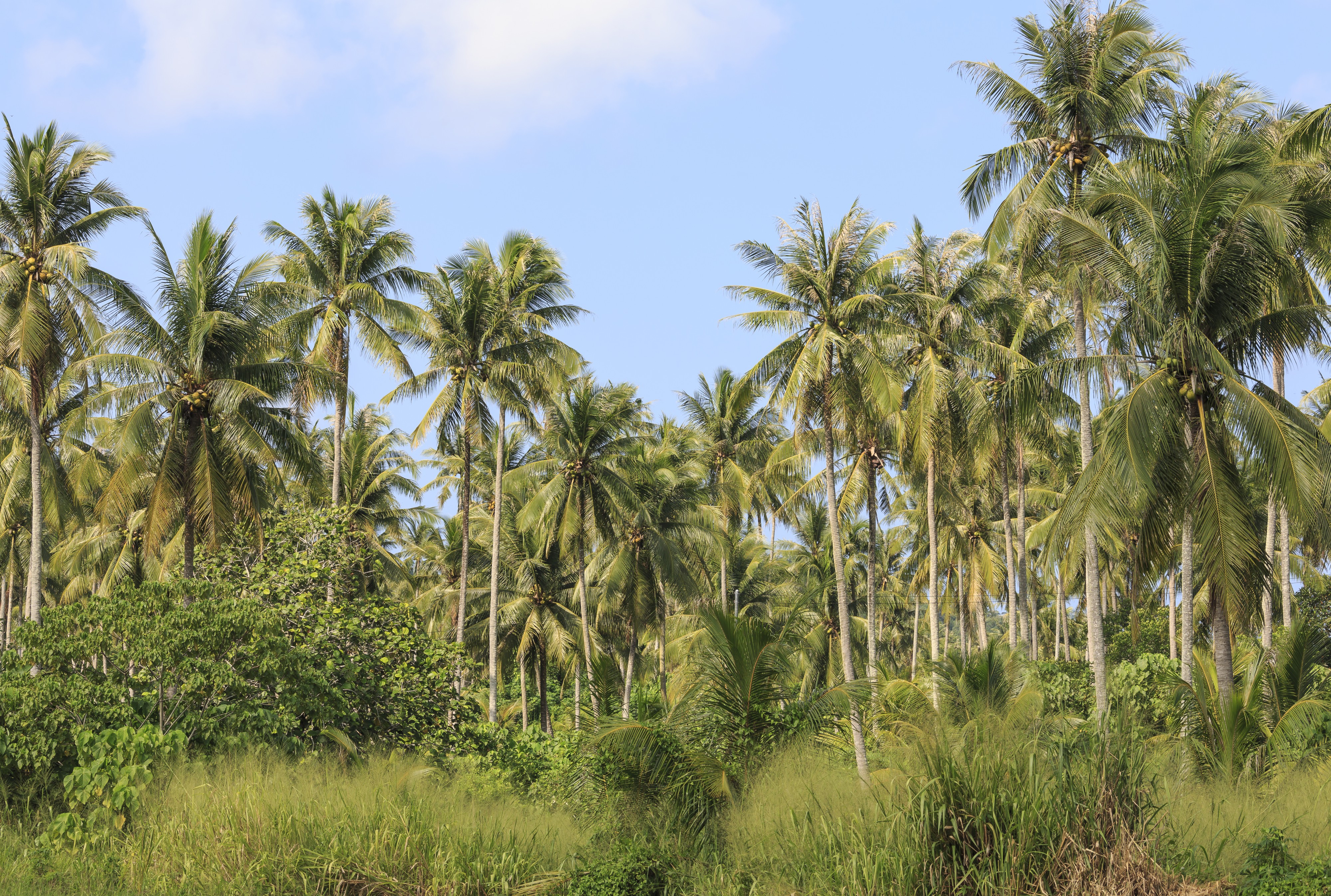 Tiga-Papan Sabah Coconut-trees-04