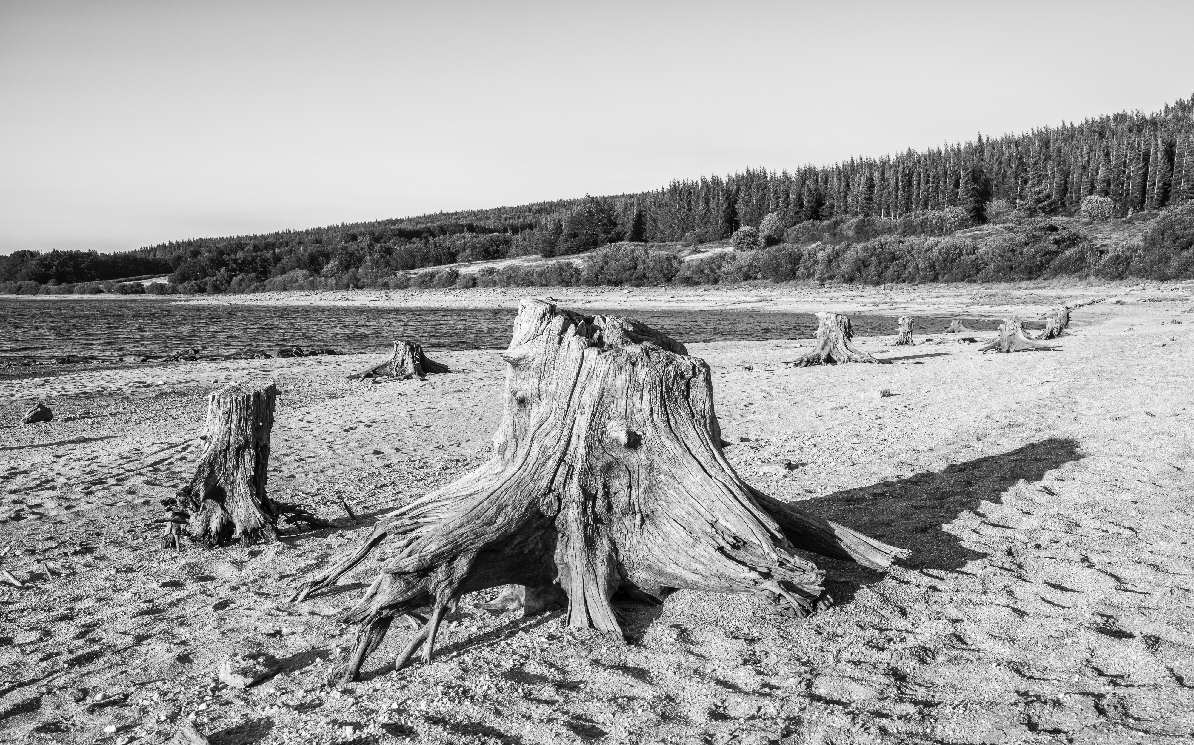 Vézoles lake riverbank trunk BW