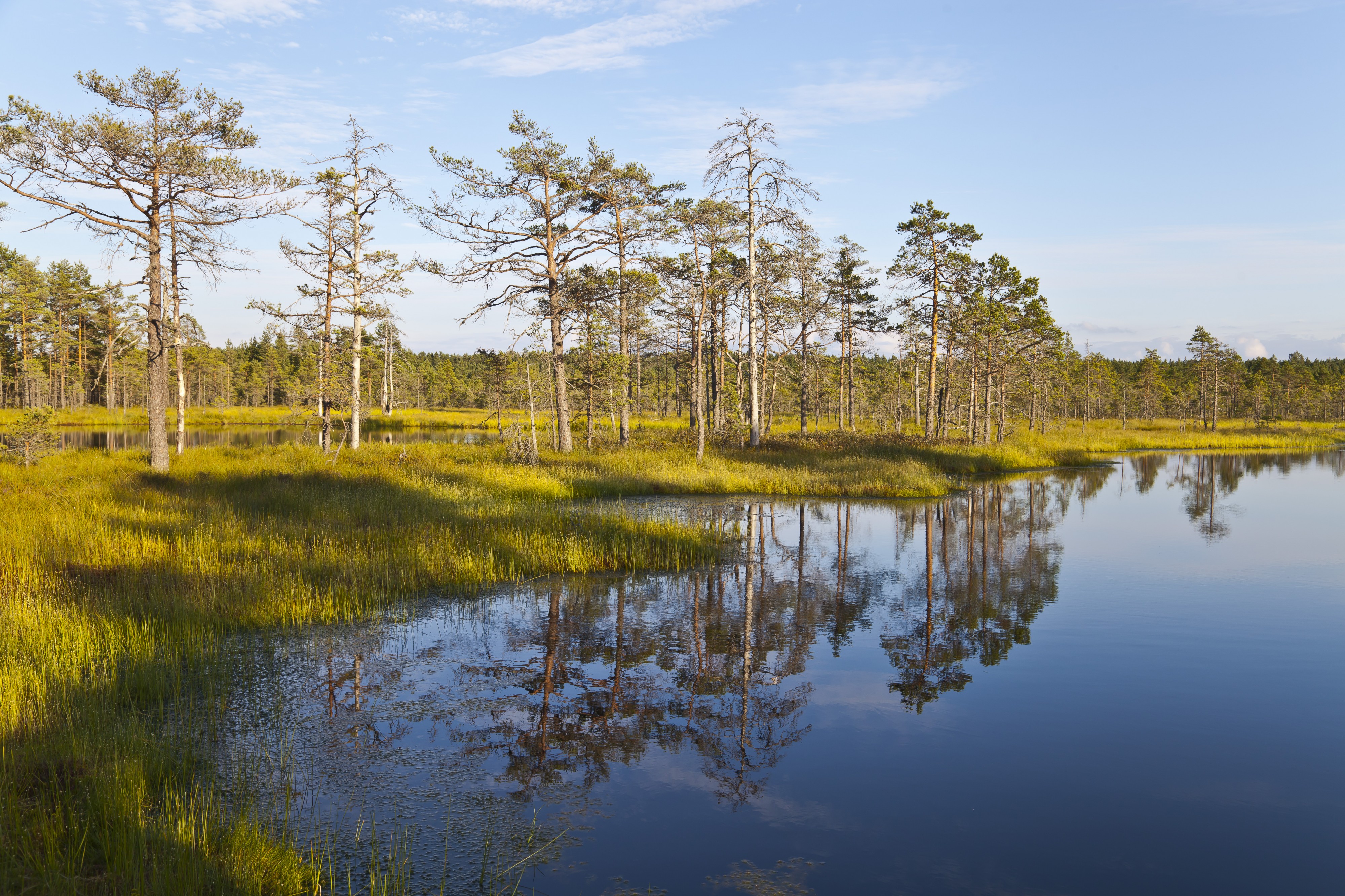 Viru Bog, Parque Nacional Lahemaa, Estonia, 2012-08-12, DD 57