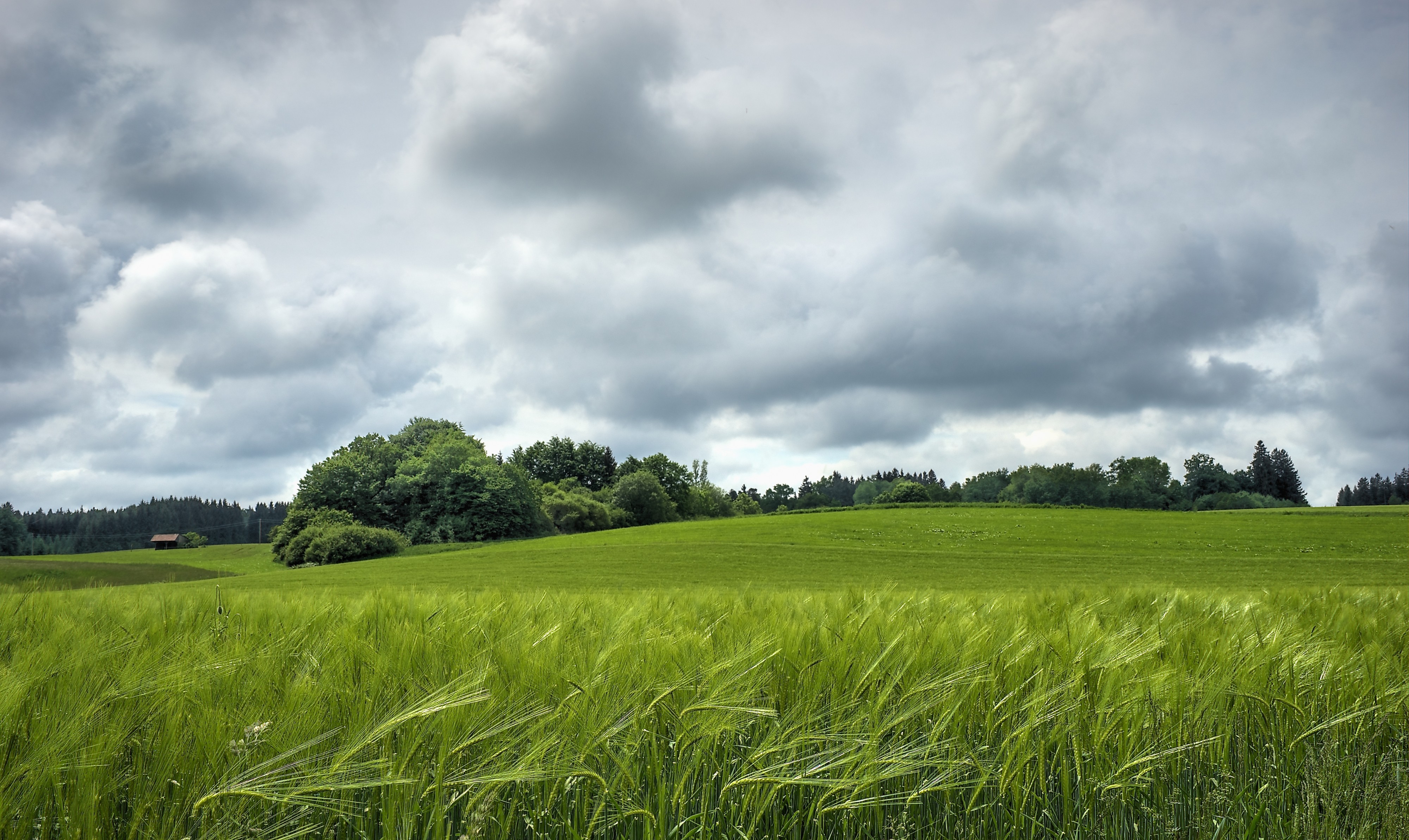 Wiese-mit-Kornfeld