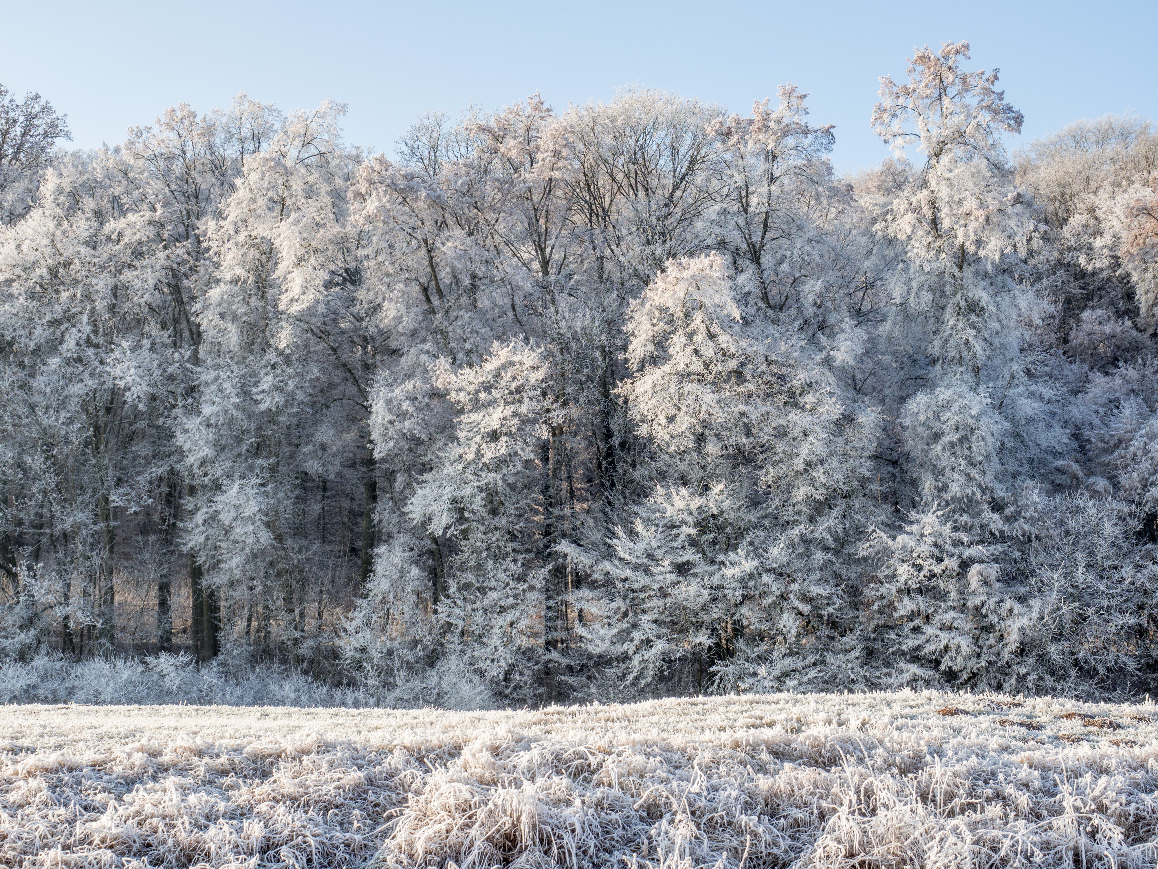 Winter-Regnitzaue-Bruderwald-PC310022